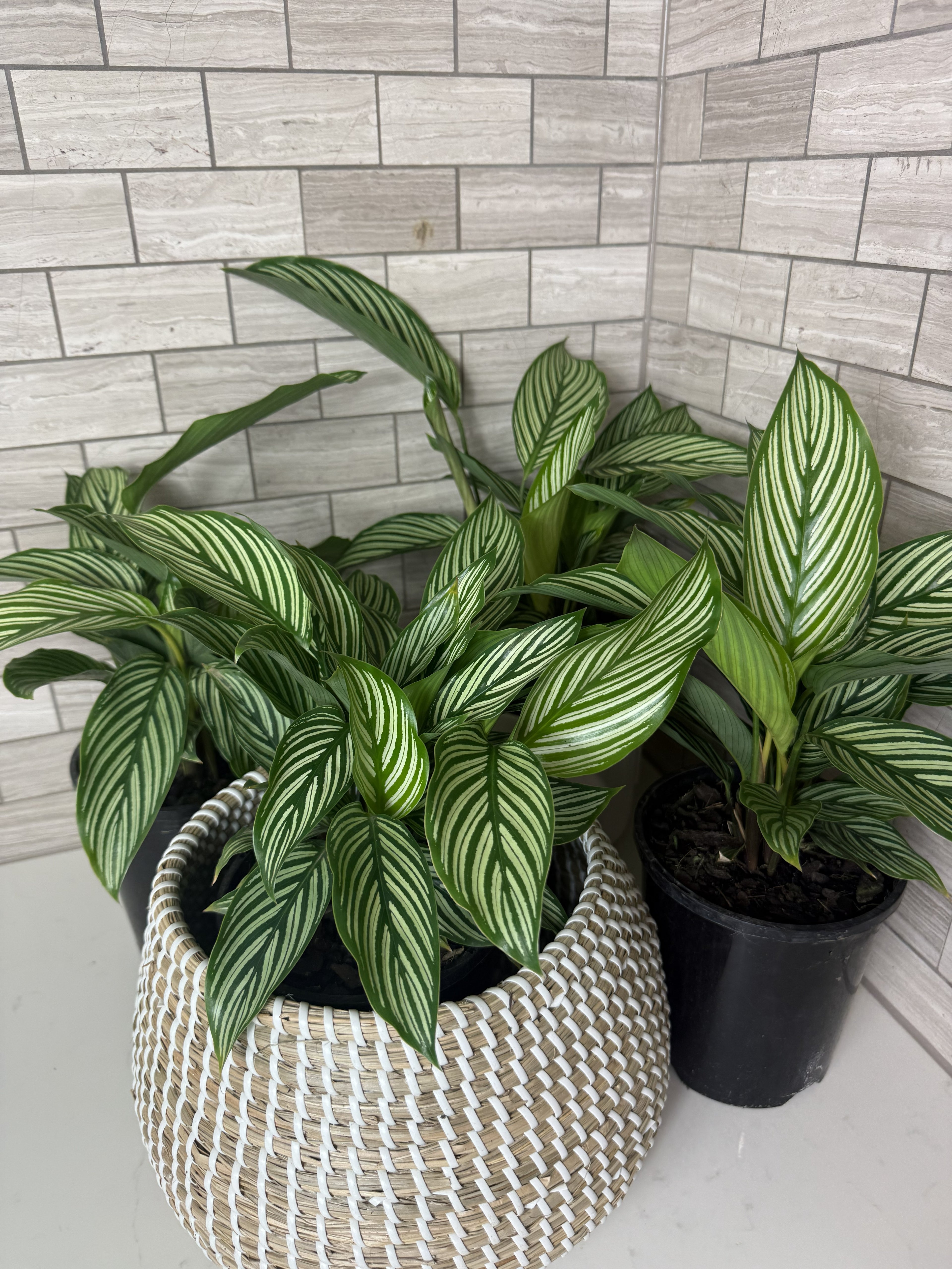 Calathea Vittata