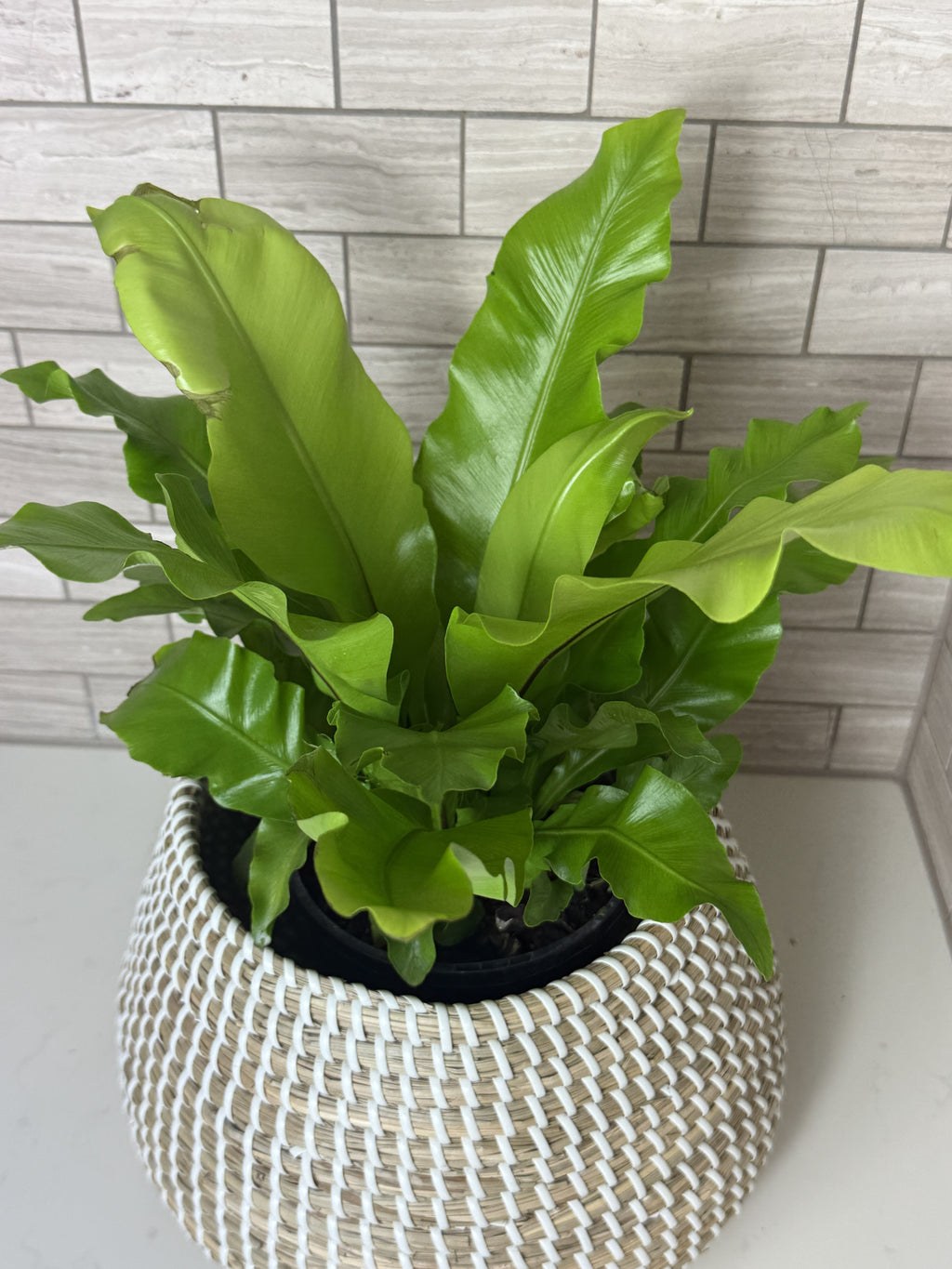 The Bird’s Nest Fern