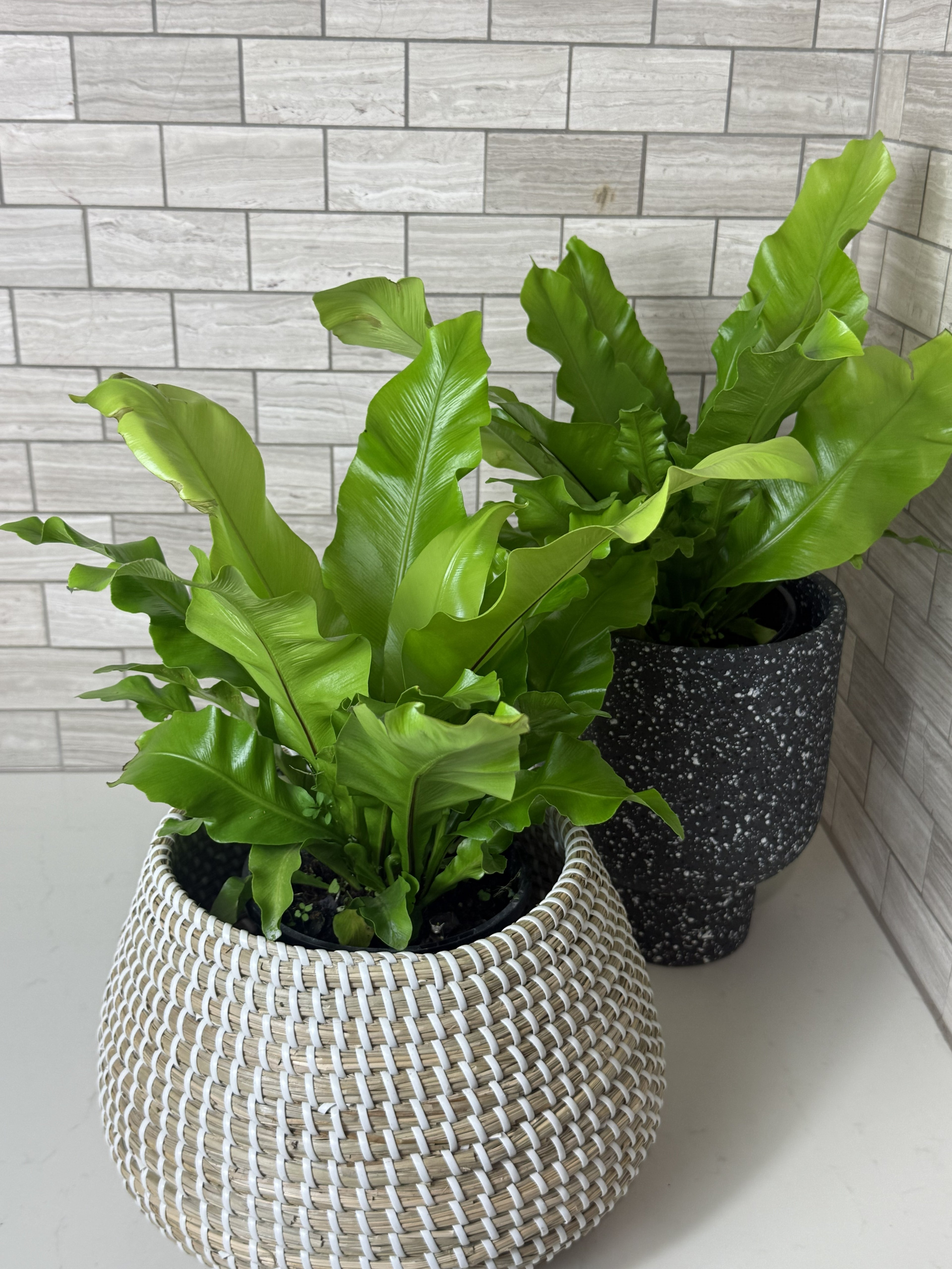 The Bird’s Nest Fern