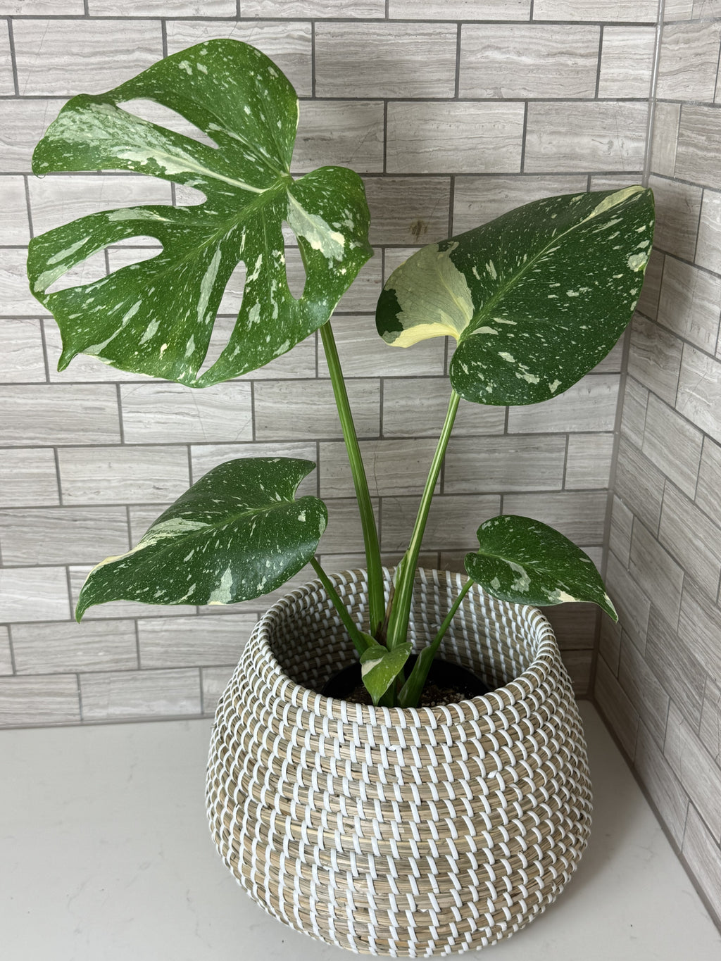 Thai Constellation Monstera