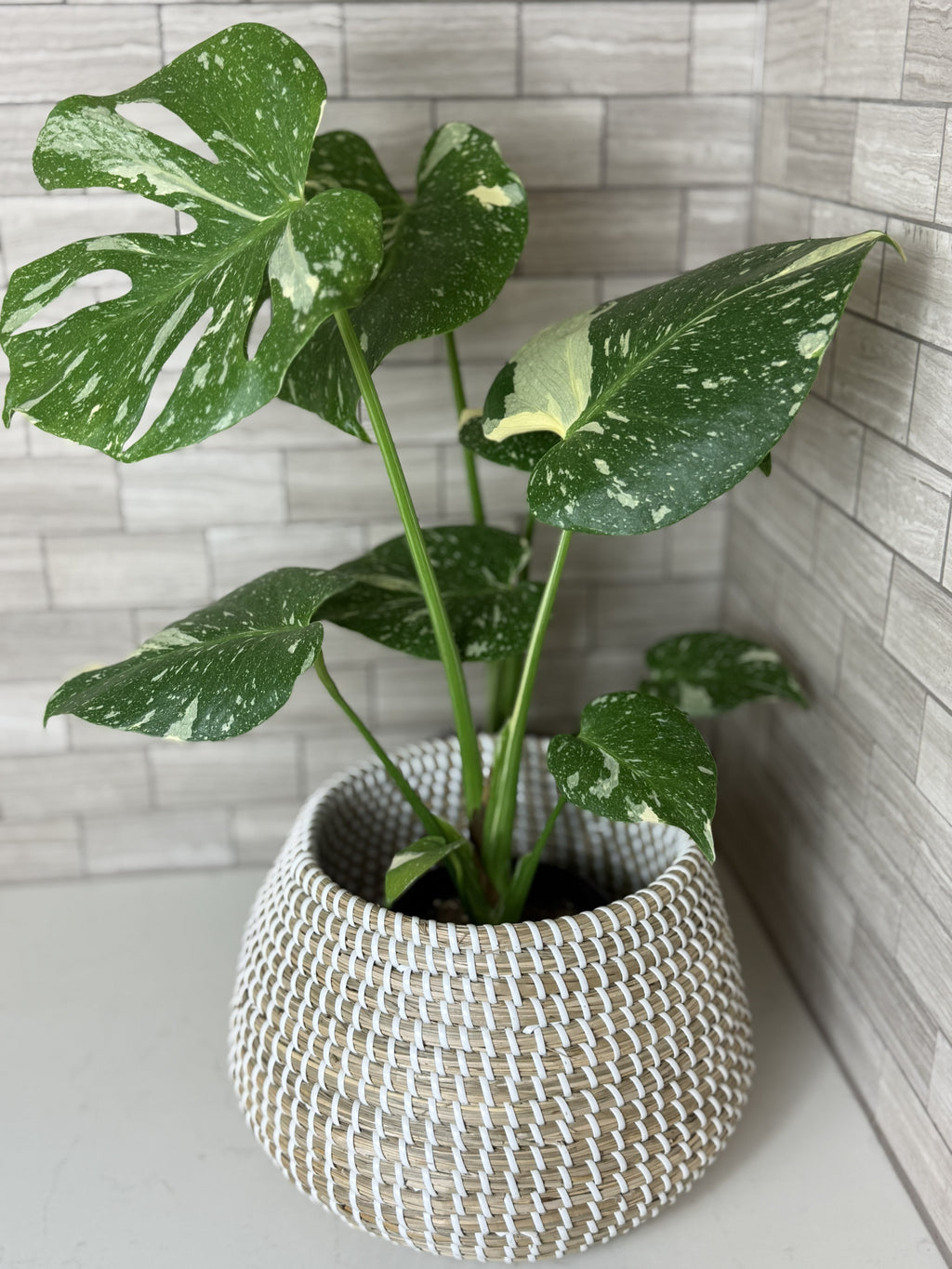 Thai Constellation Monstera