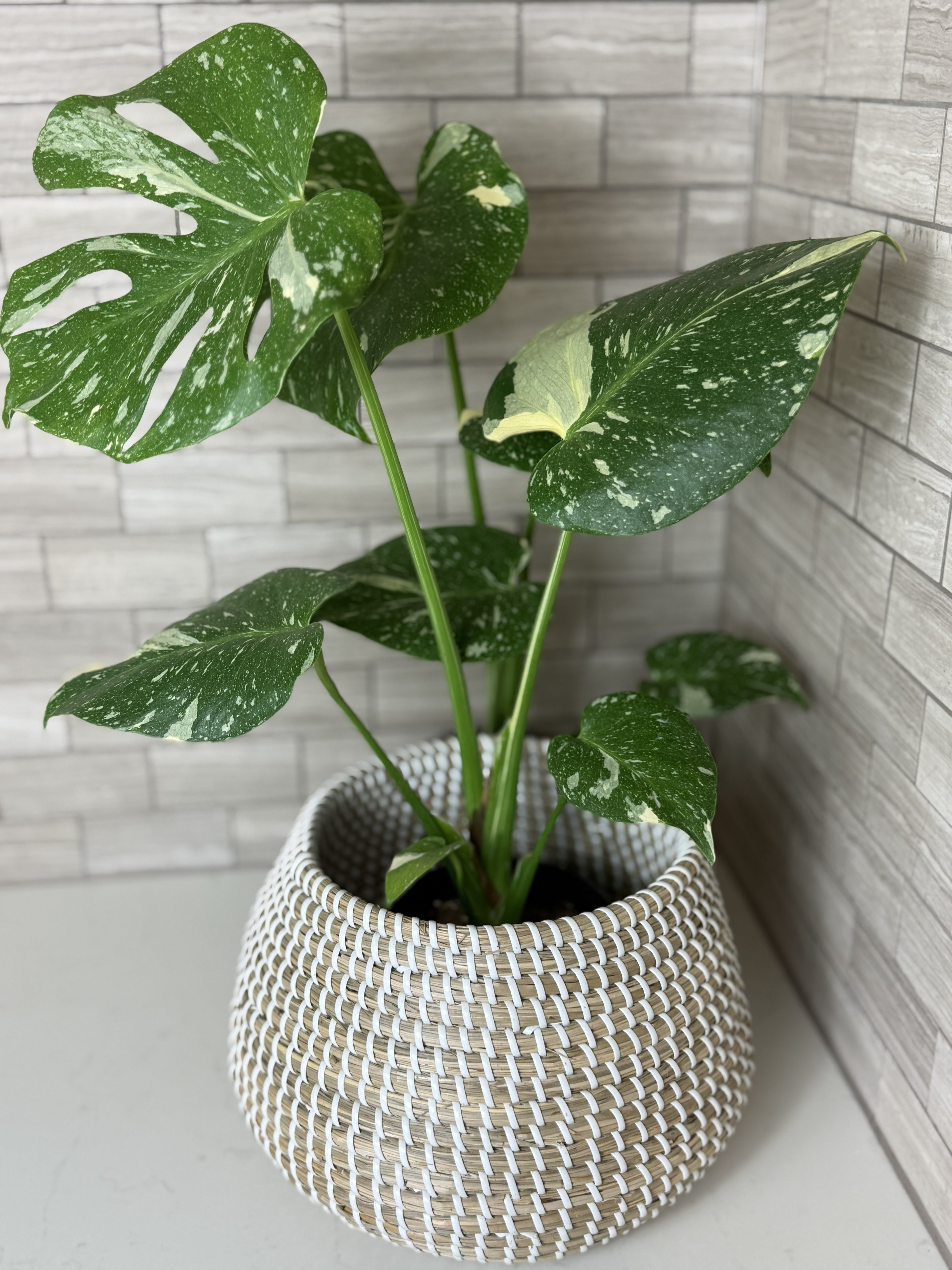 Thai Constellation Monstera