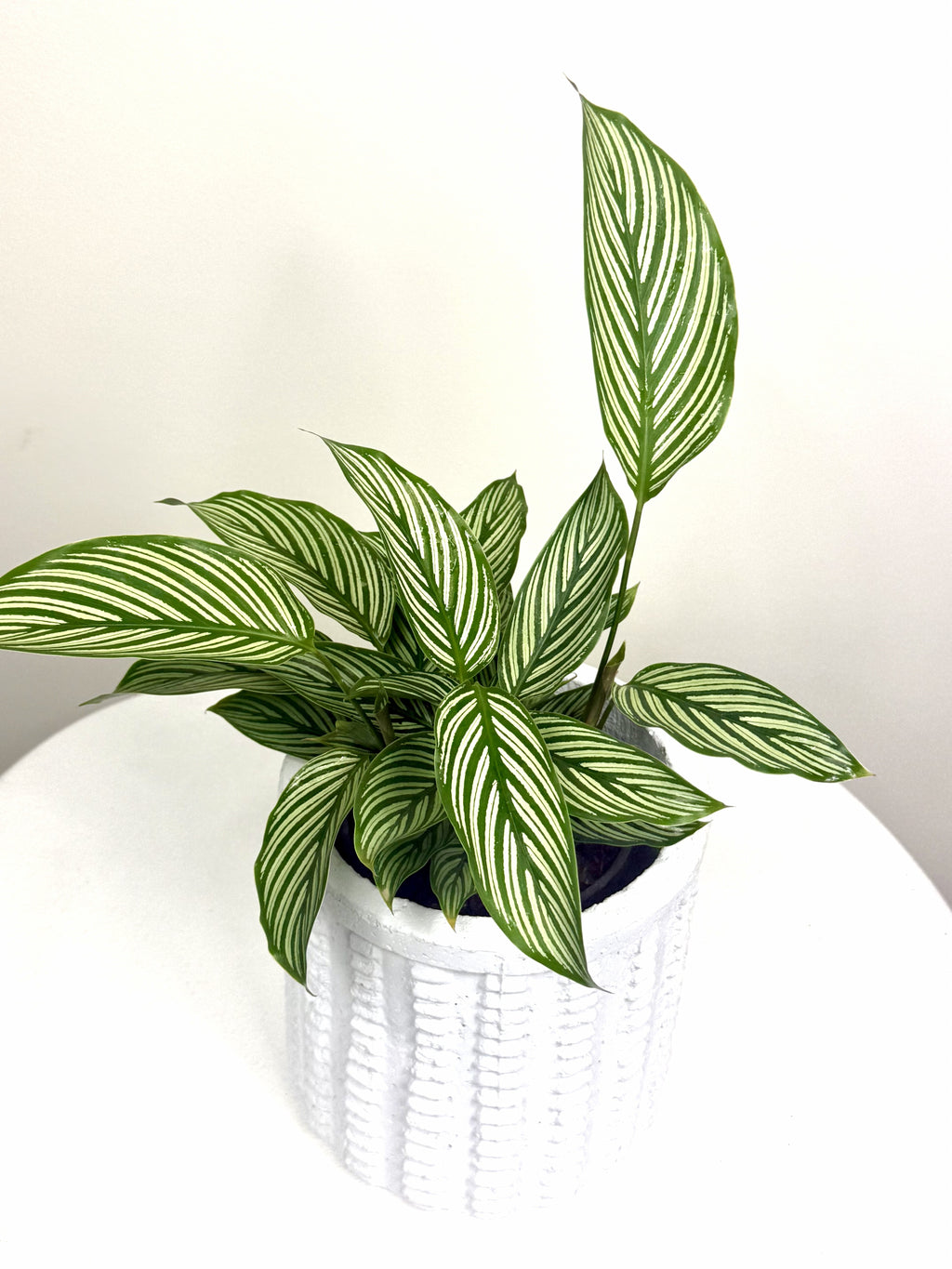 Calathea Vittata