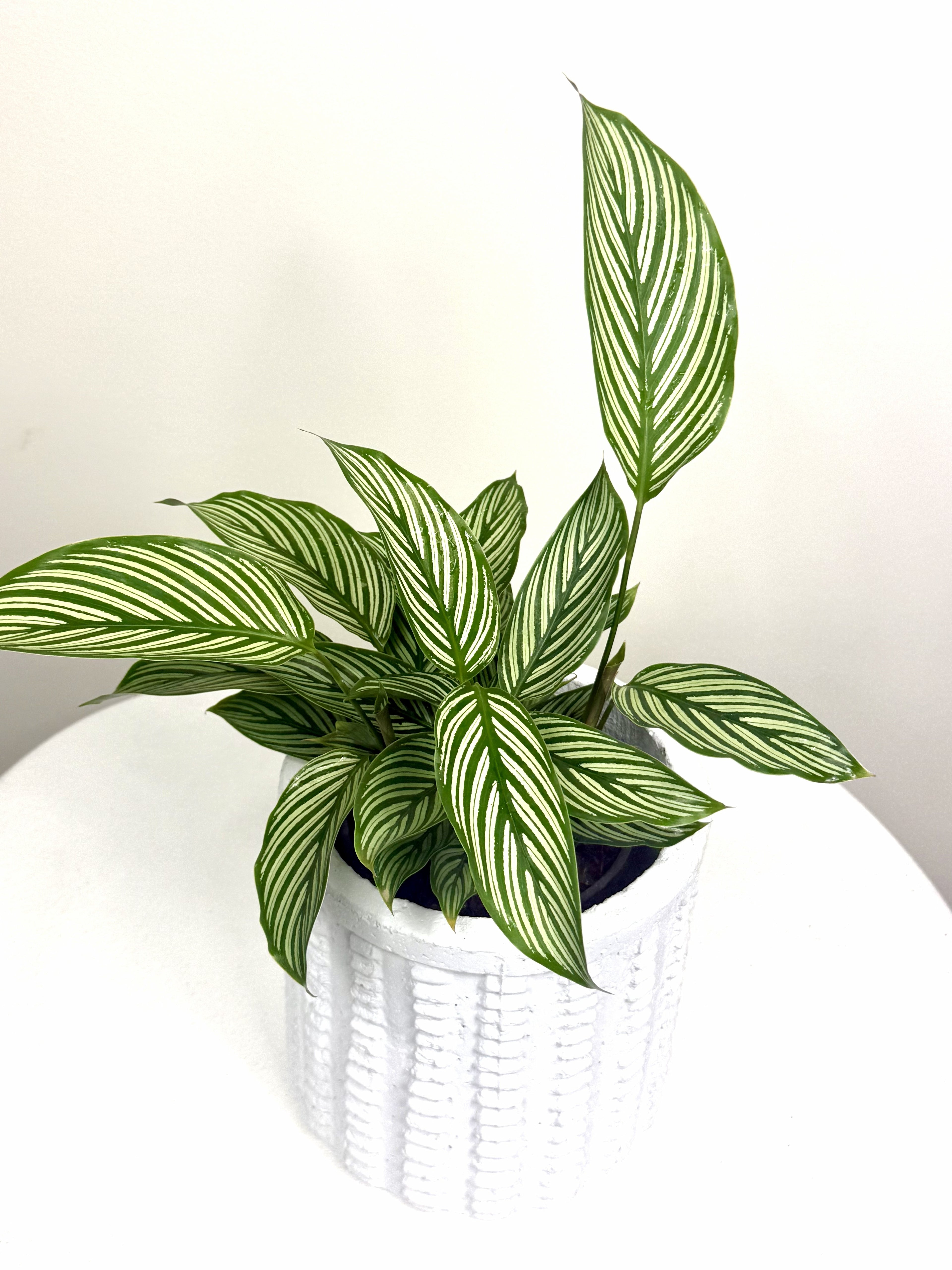 Calathea Vittata