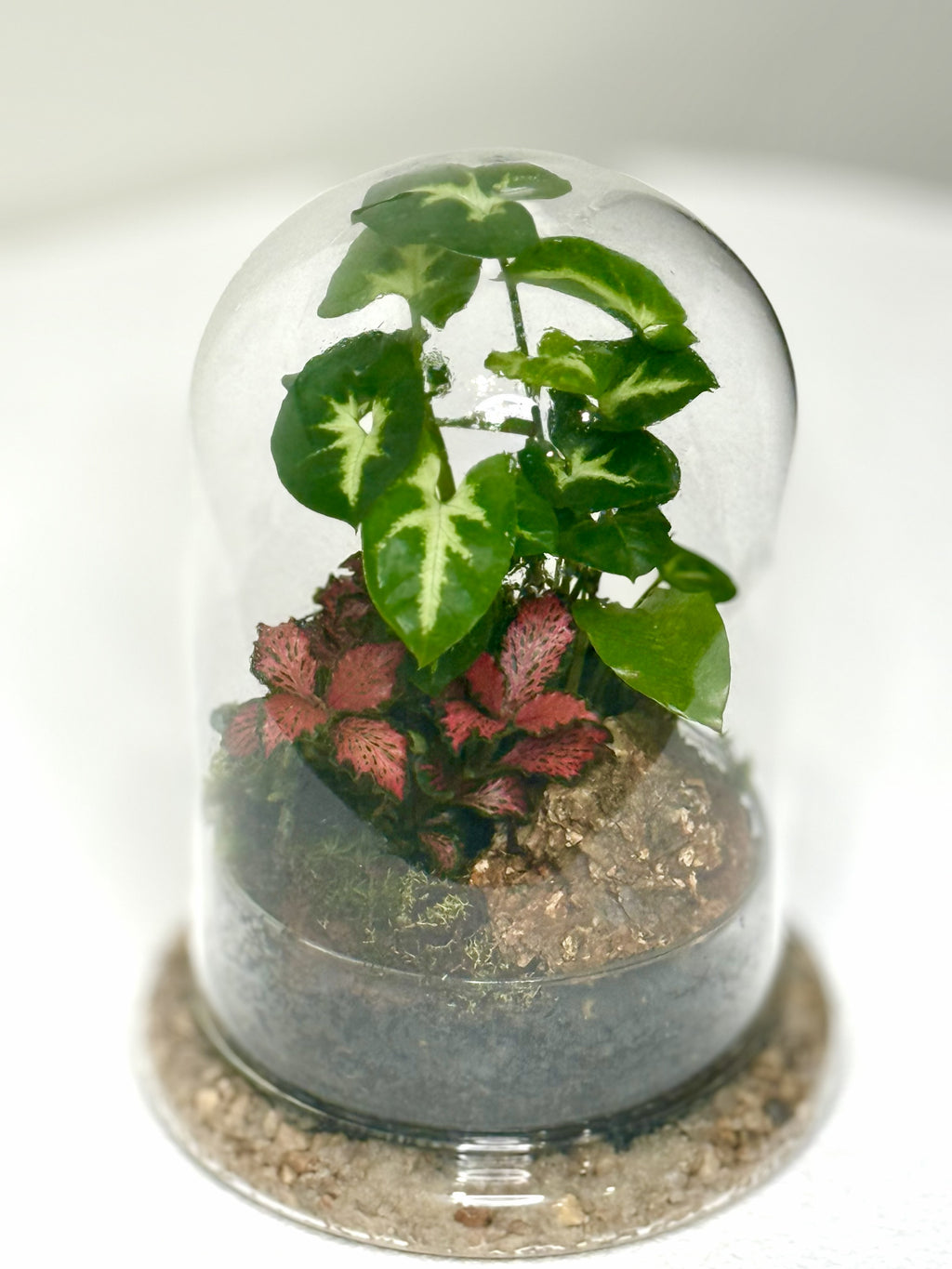 Bell Jar Terrarium
