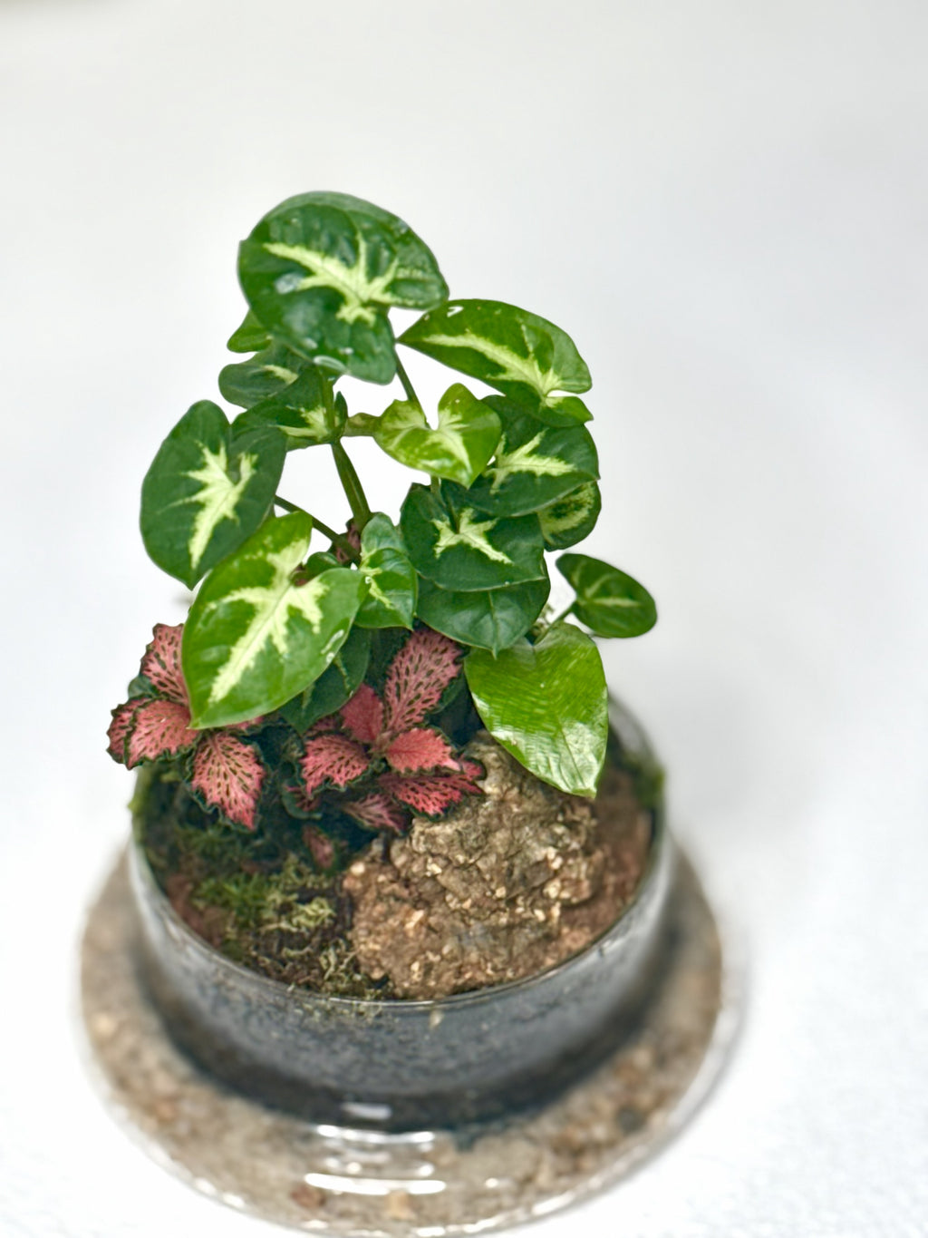 Bell Jar Terrarium