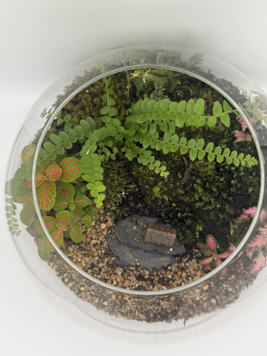 Cottage Grove Terrarium