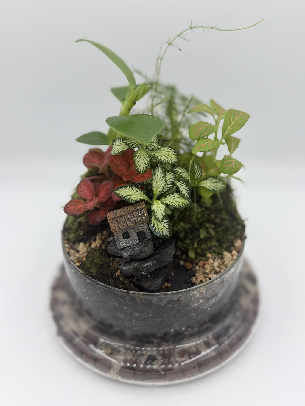 The Lost Kingdom — Bell Jar Terrarium