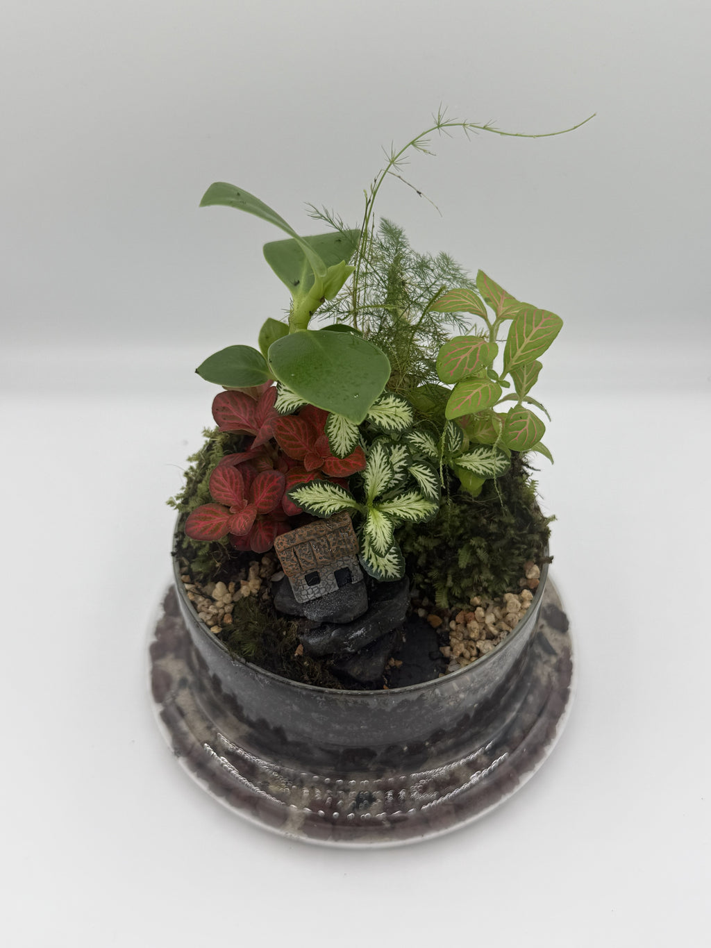 The Lost Kingdom — Bell Jar Terrarium