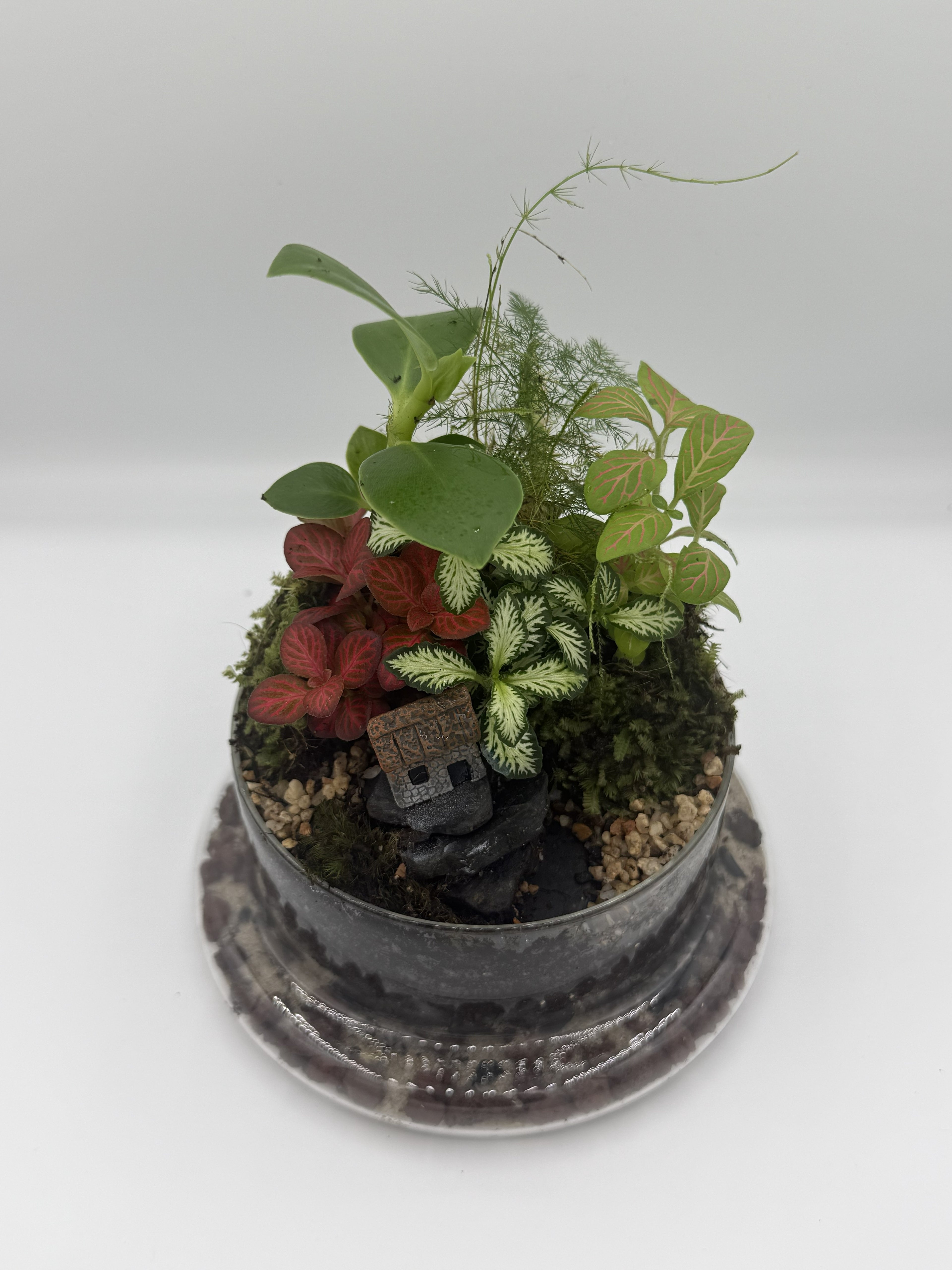 The Lost Kingdom — Bell Jar Terrarium