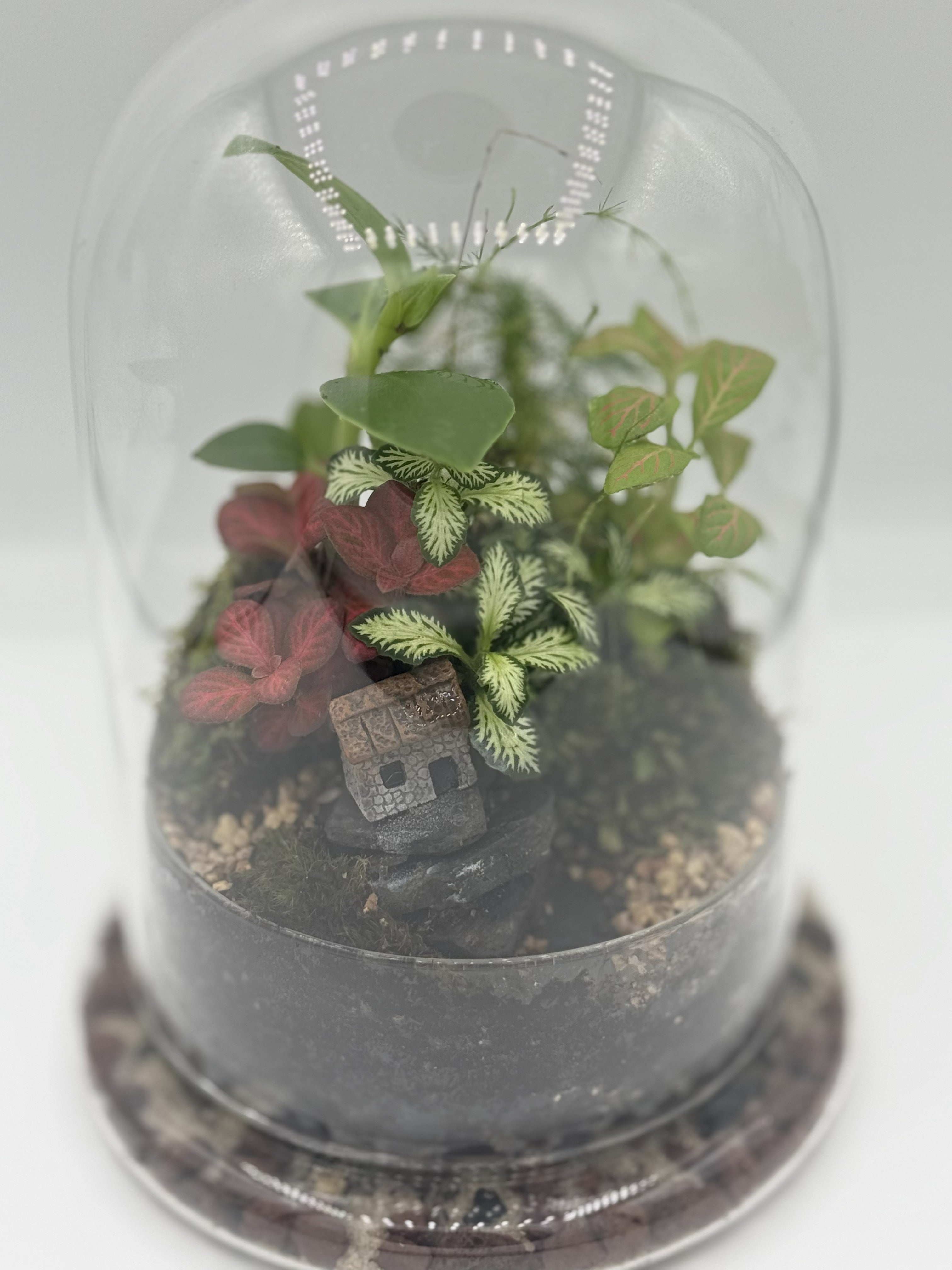 The Lost Kingdom — Bell Jar Terrarium
