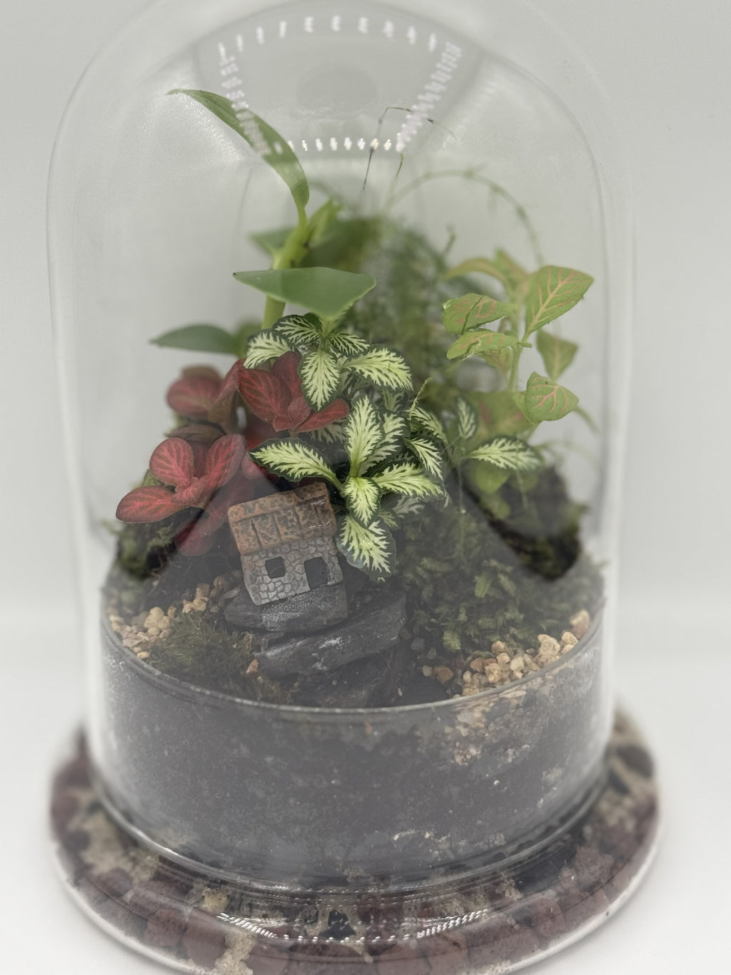 The Lost Kingdom — Bell Jar Terrarium