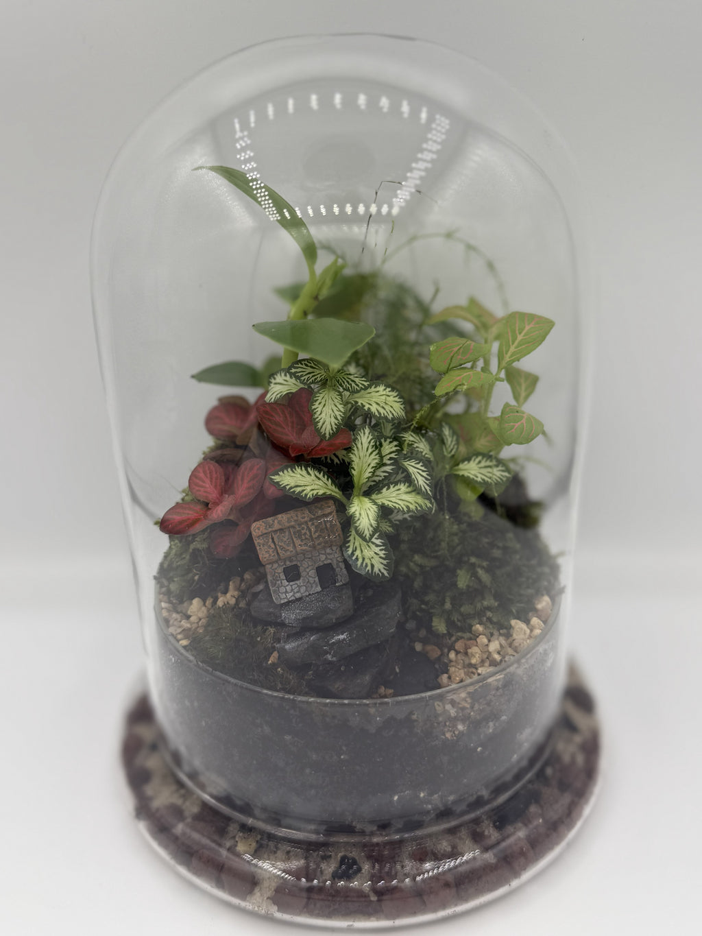 The Lost Kingdom — Bell Jar Terrarium