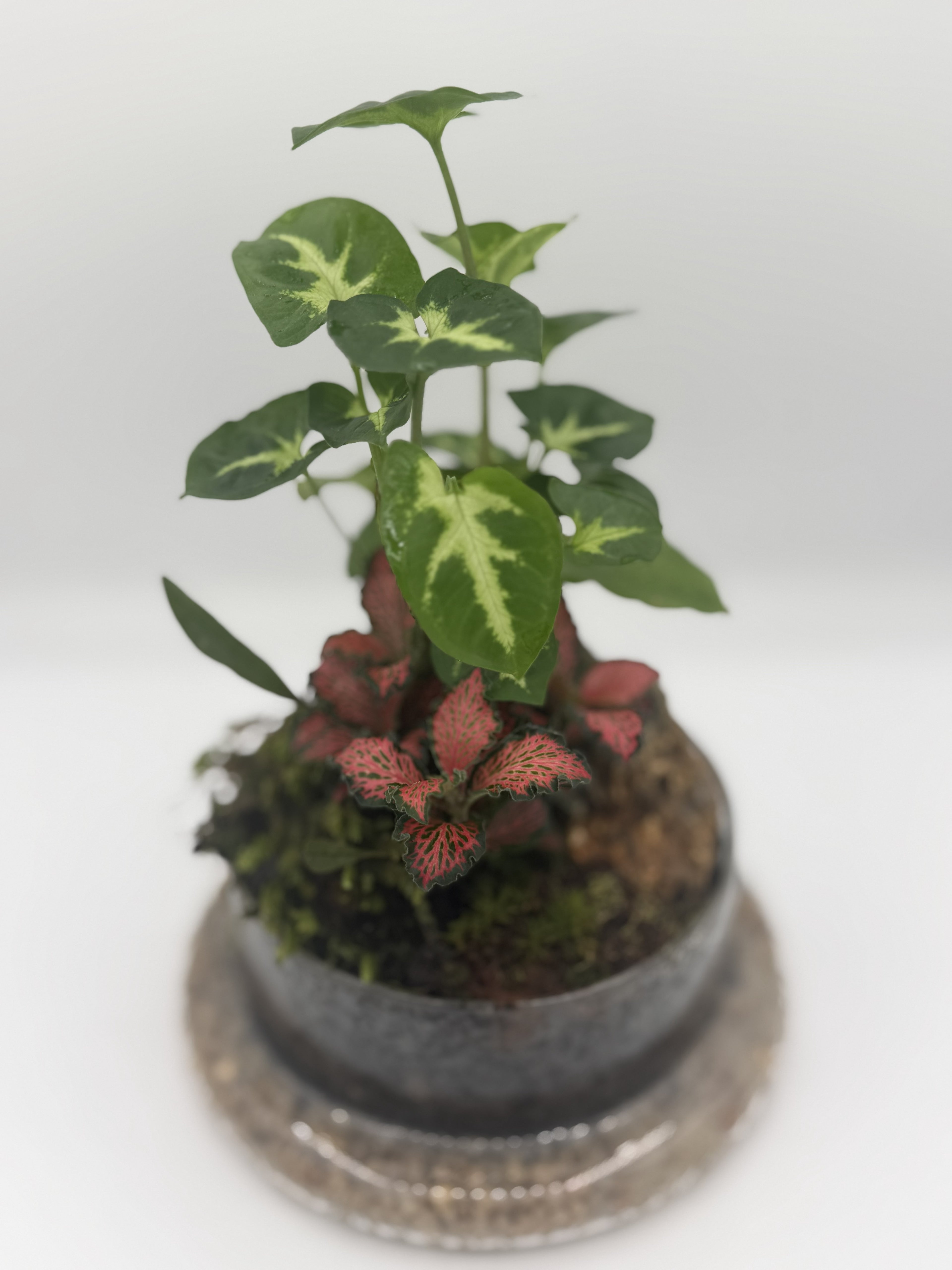Bell Jar Terrarium