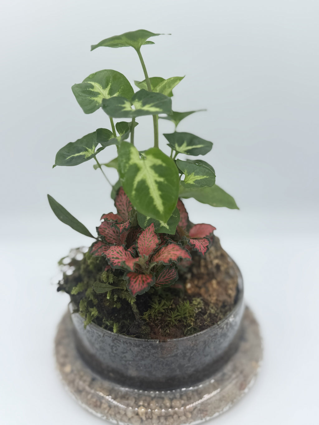 Bell Jar Terrarium