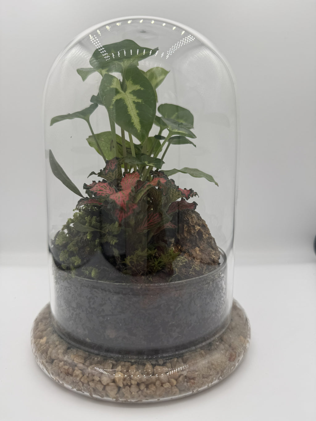 Bell Jar Terrarium