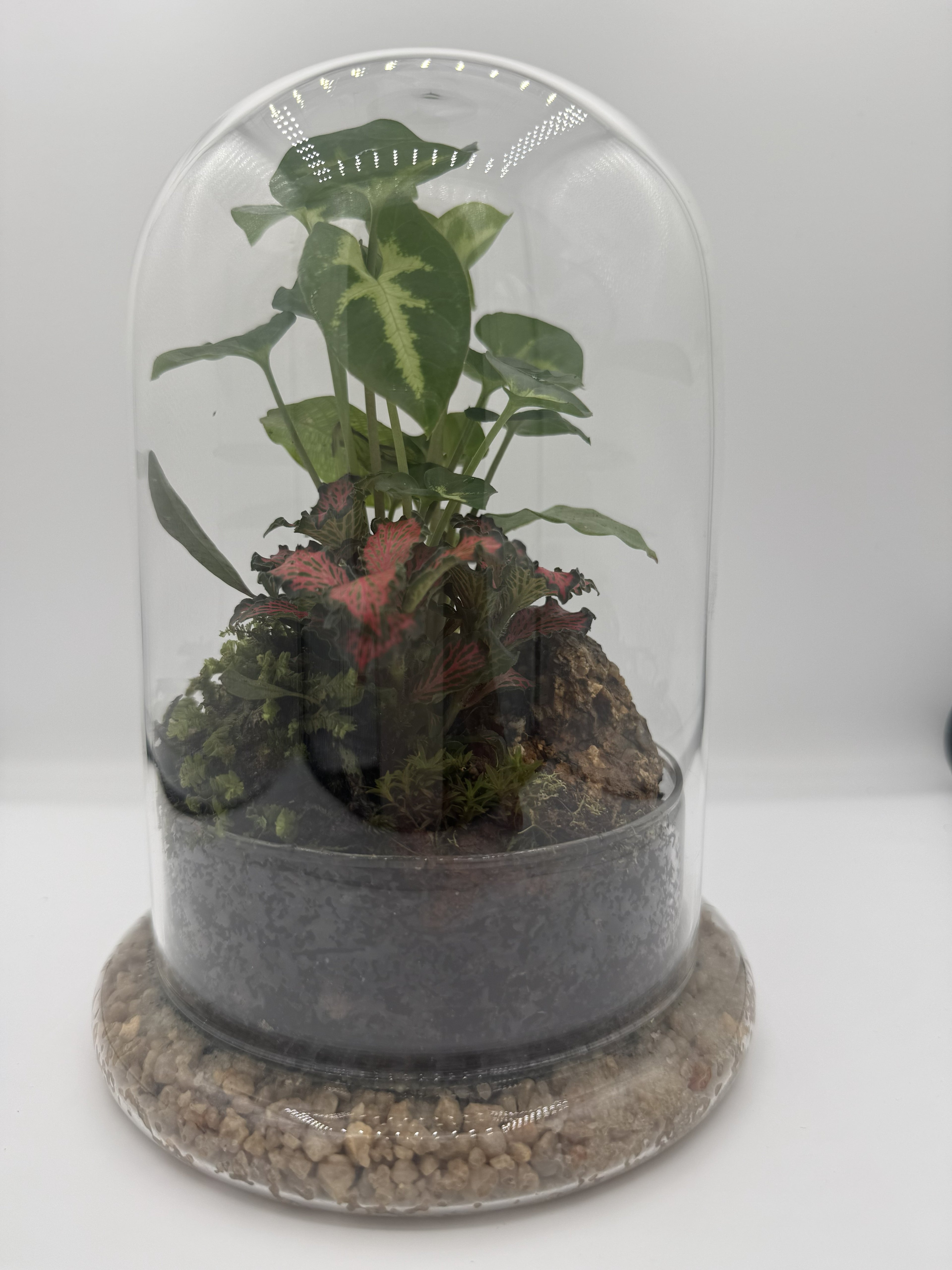Bell Jar Terrarium