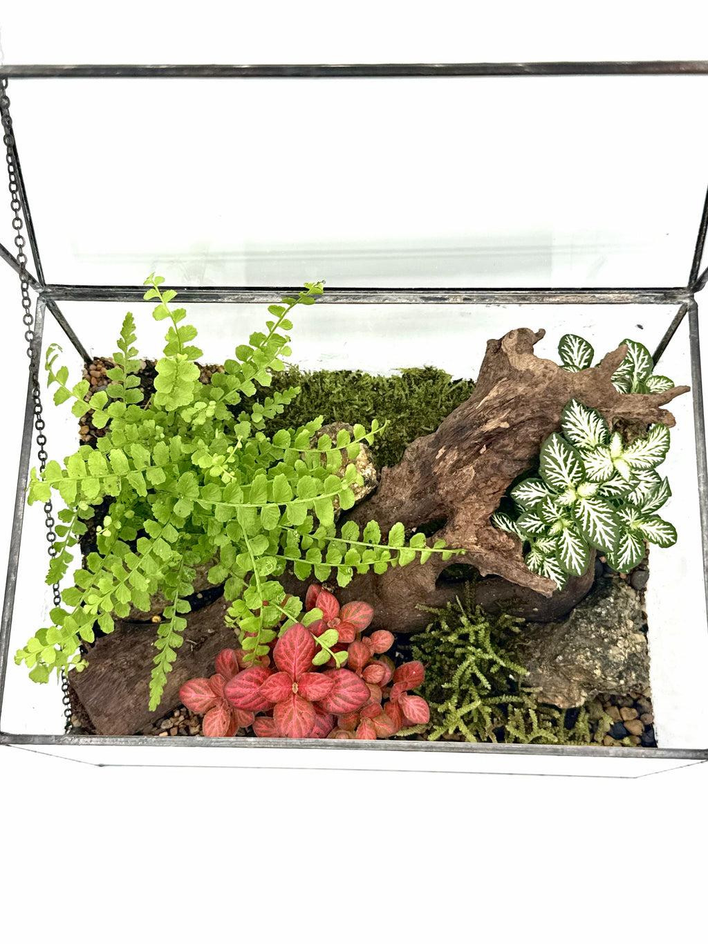 Glass House Terrarium