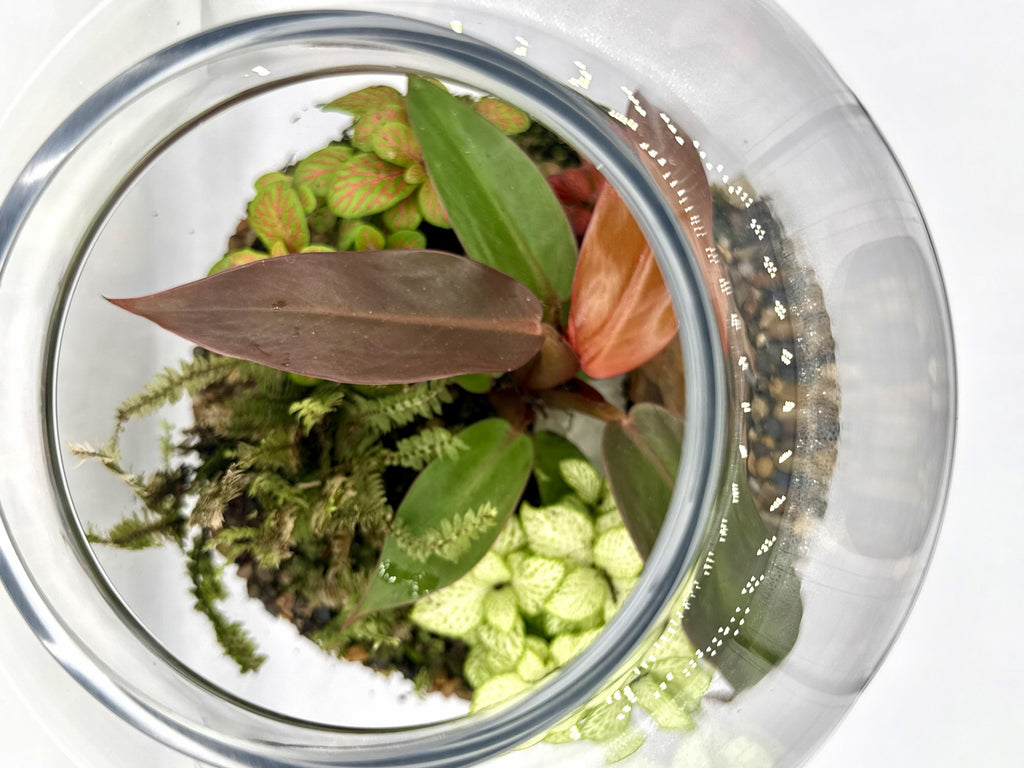 Copper Jar Terrarium