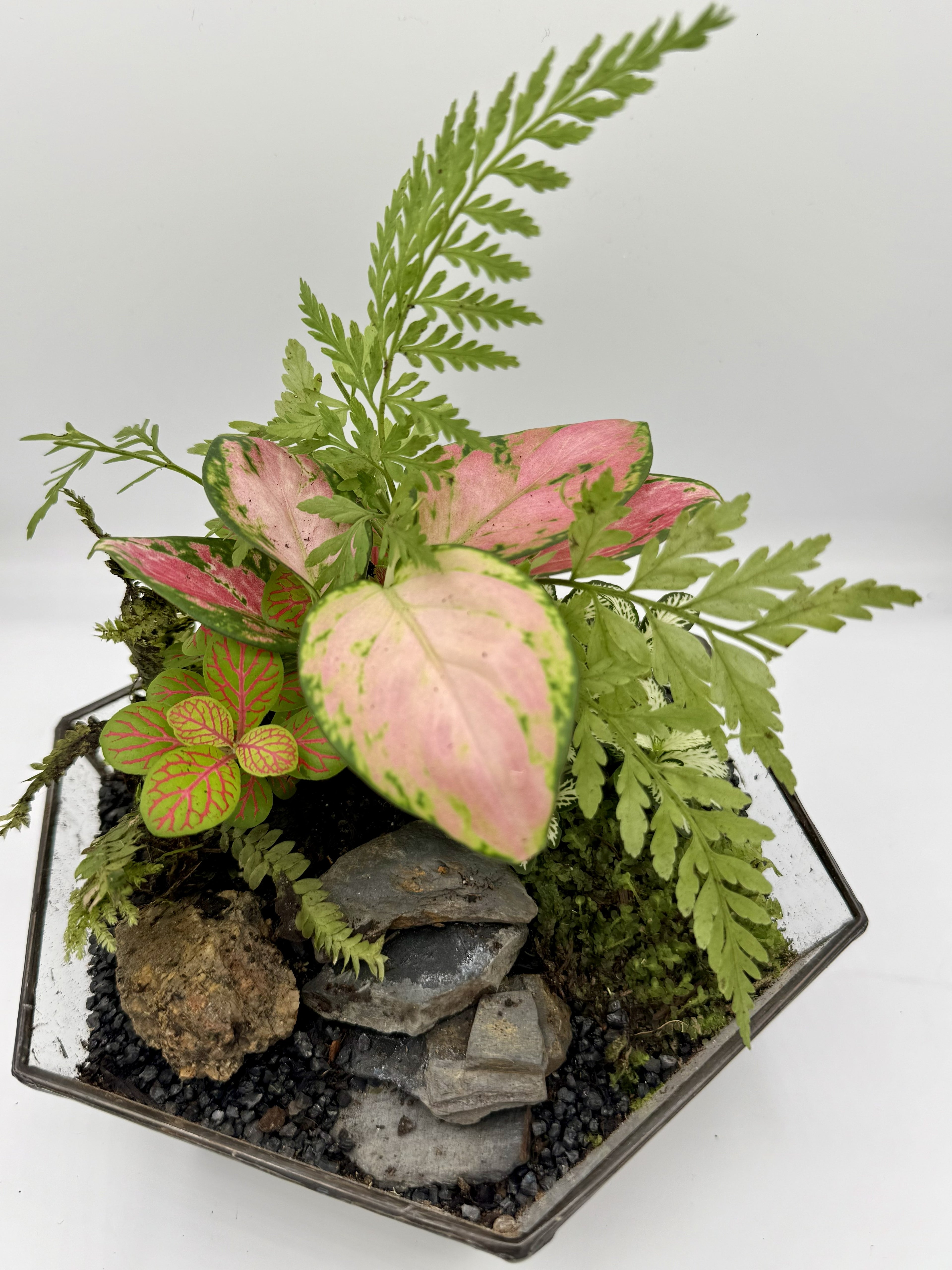 Hex Geometric Terrarium