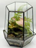 Hex Geometric Terrarium