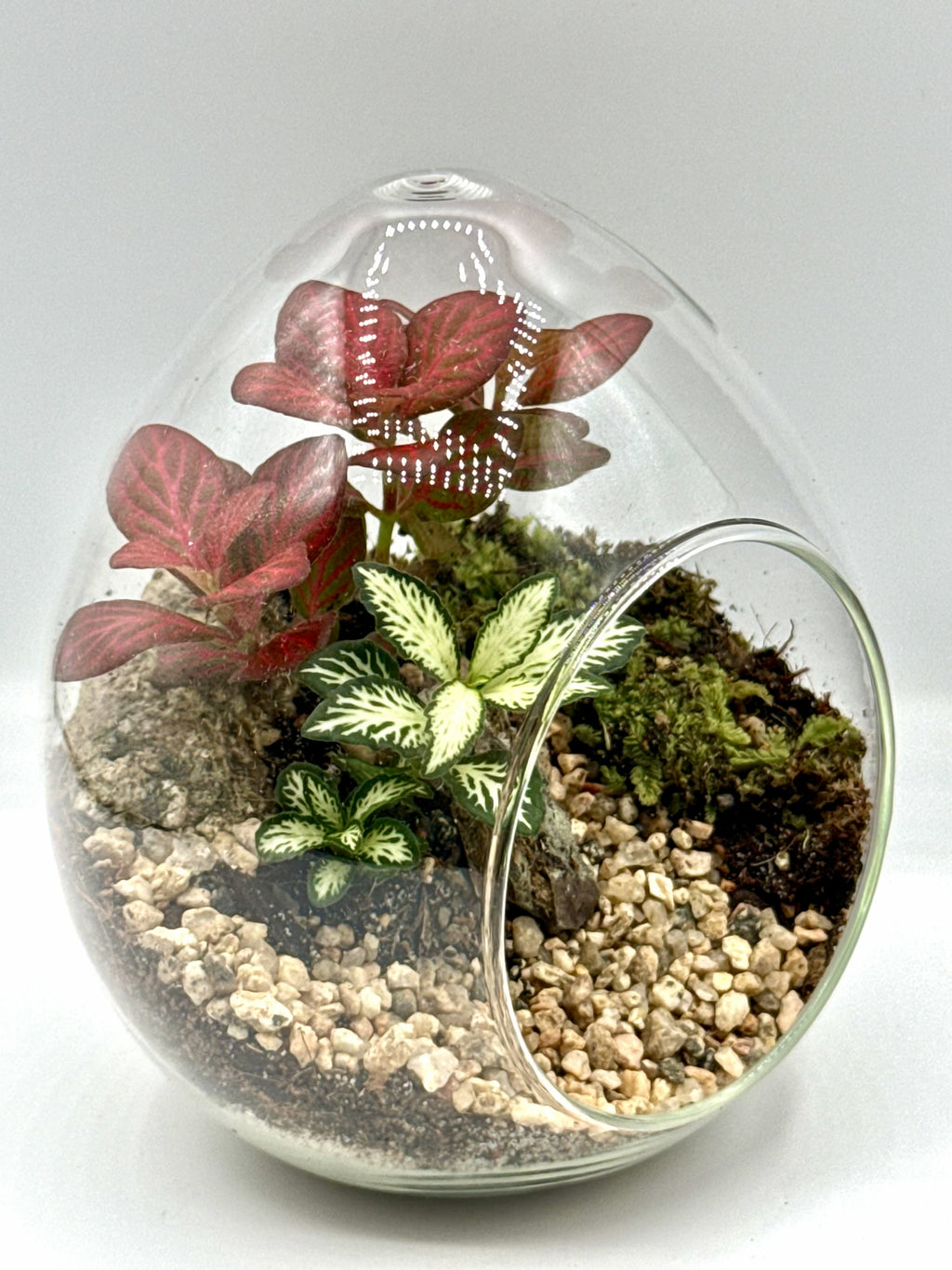 Ruby Harmony Terrarium