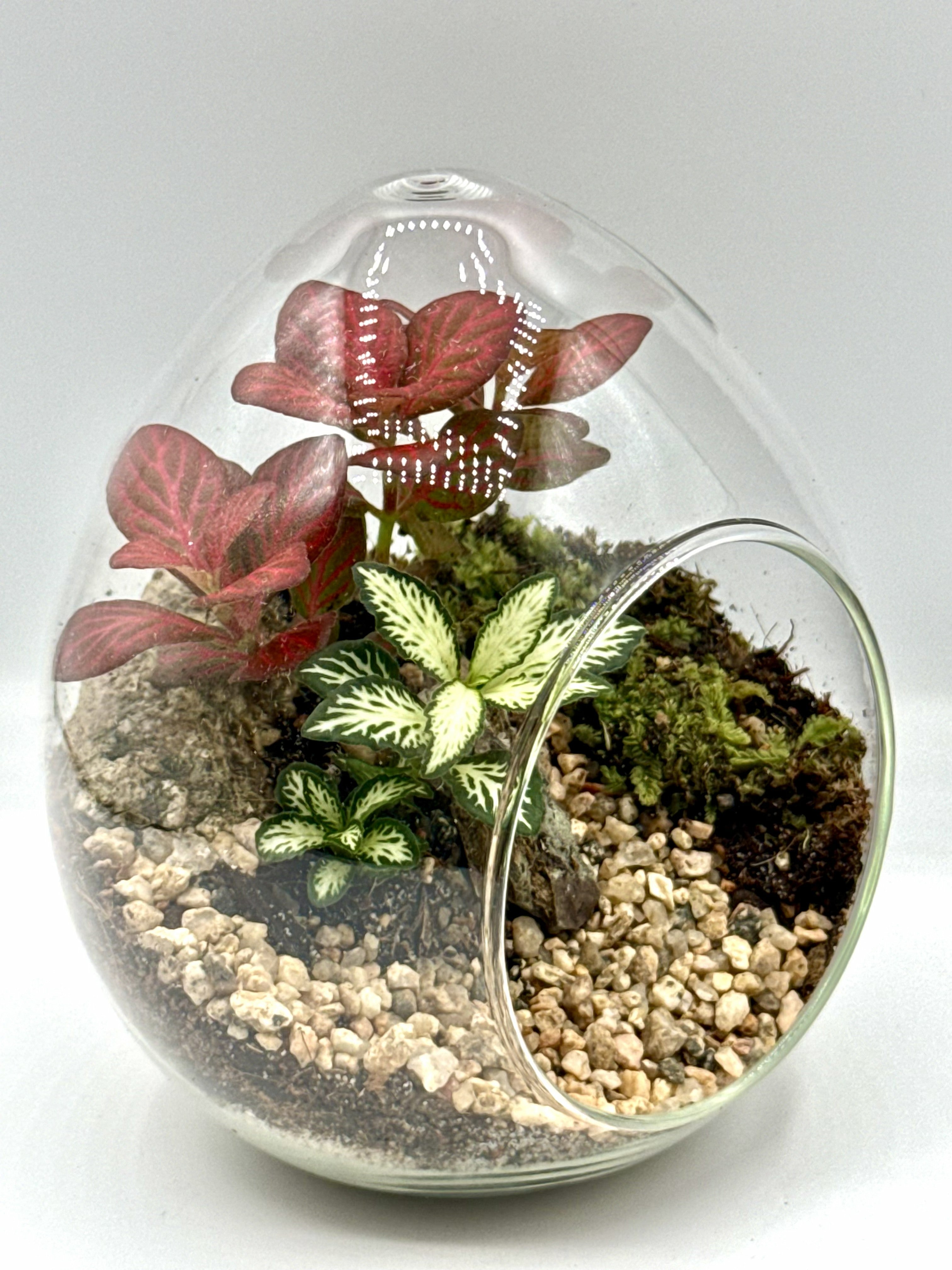 Ruby Harmony Terrarium