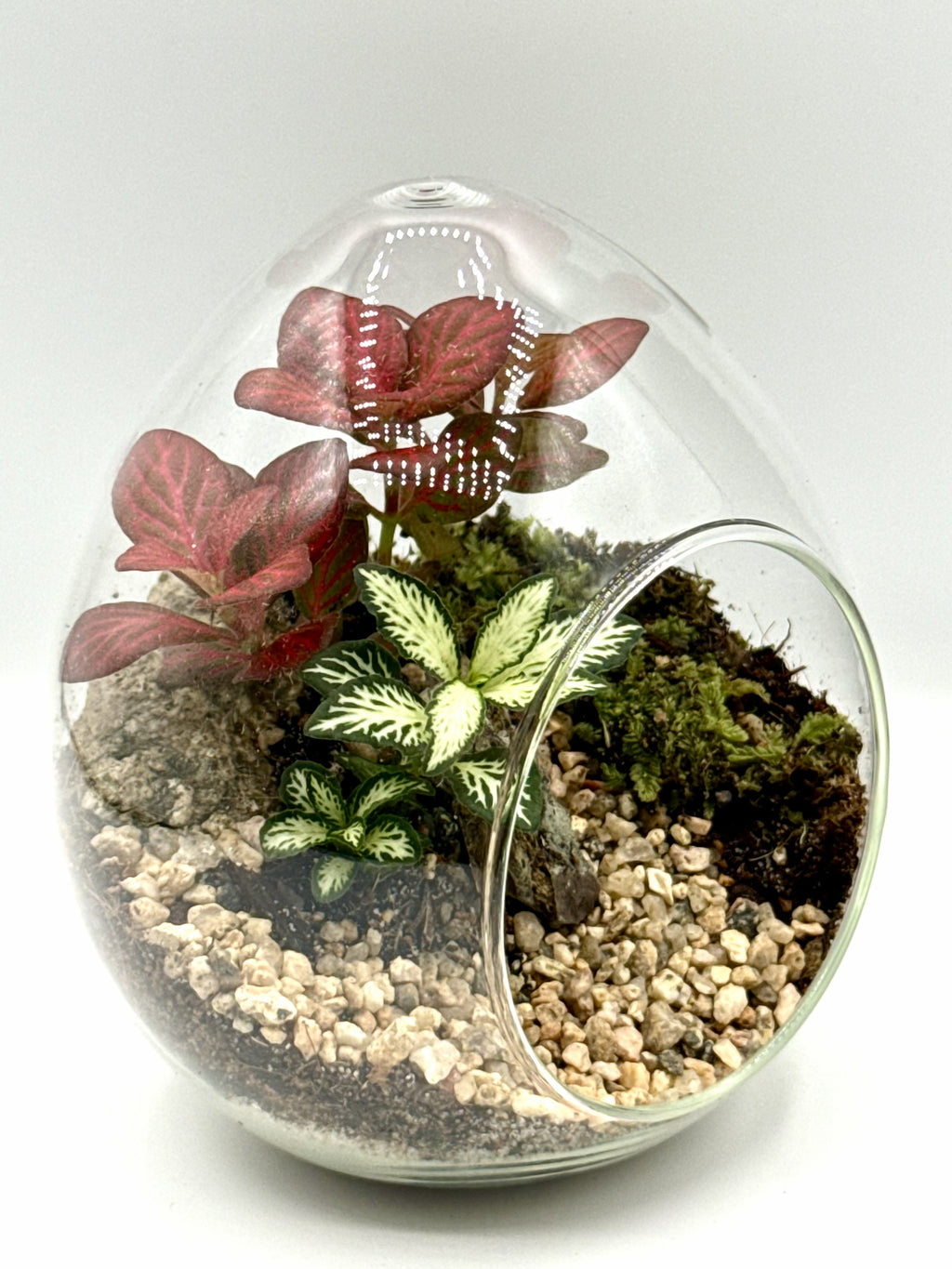 Ruby Harmony Terrarium