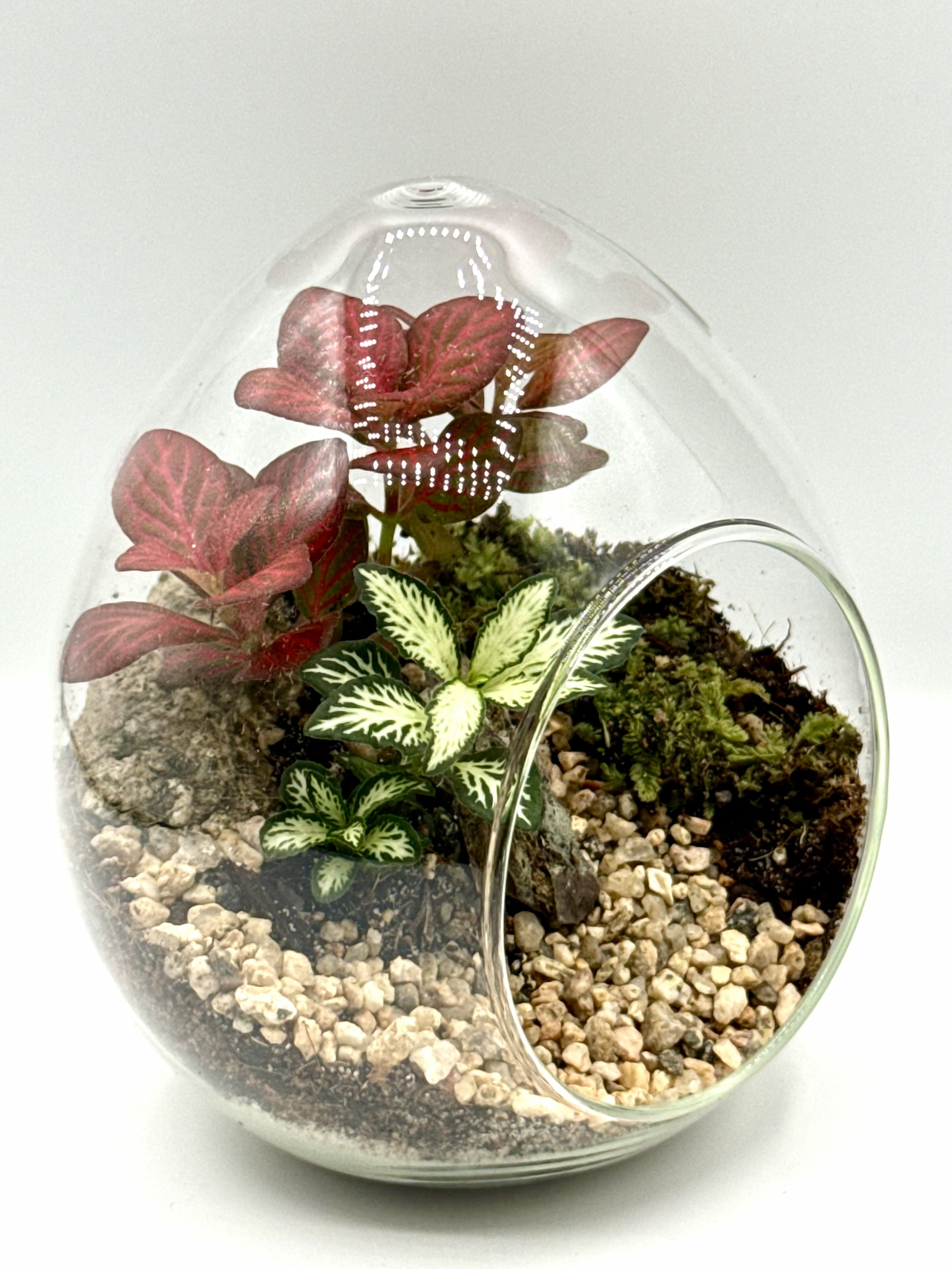 Ruby Harmony Terrarium
