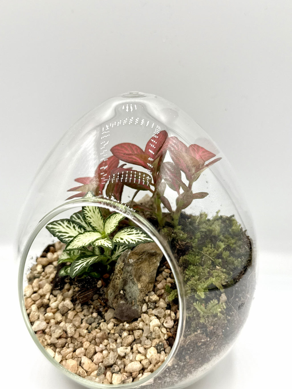 Ruby Harmony Terrarium