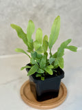 Terrarium Plant Set of 4 — Handpicked Live Plants