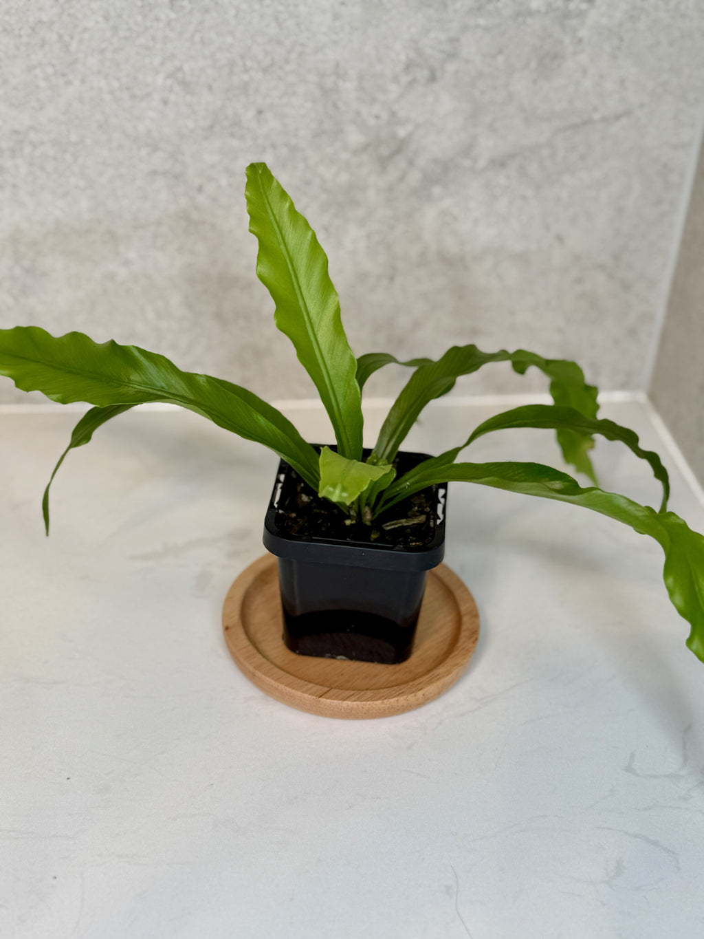 Terrarium Plant Set of 4 — Handpicked Live Plants