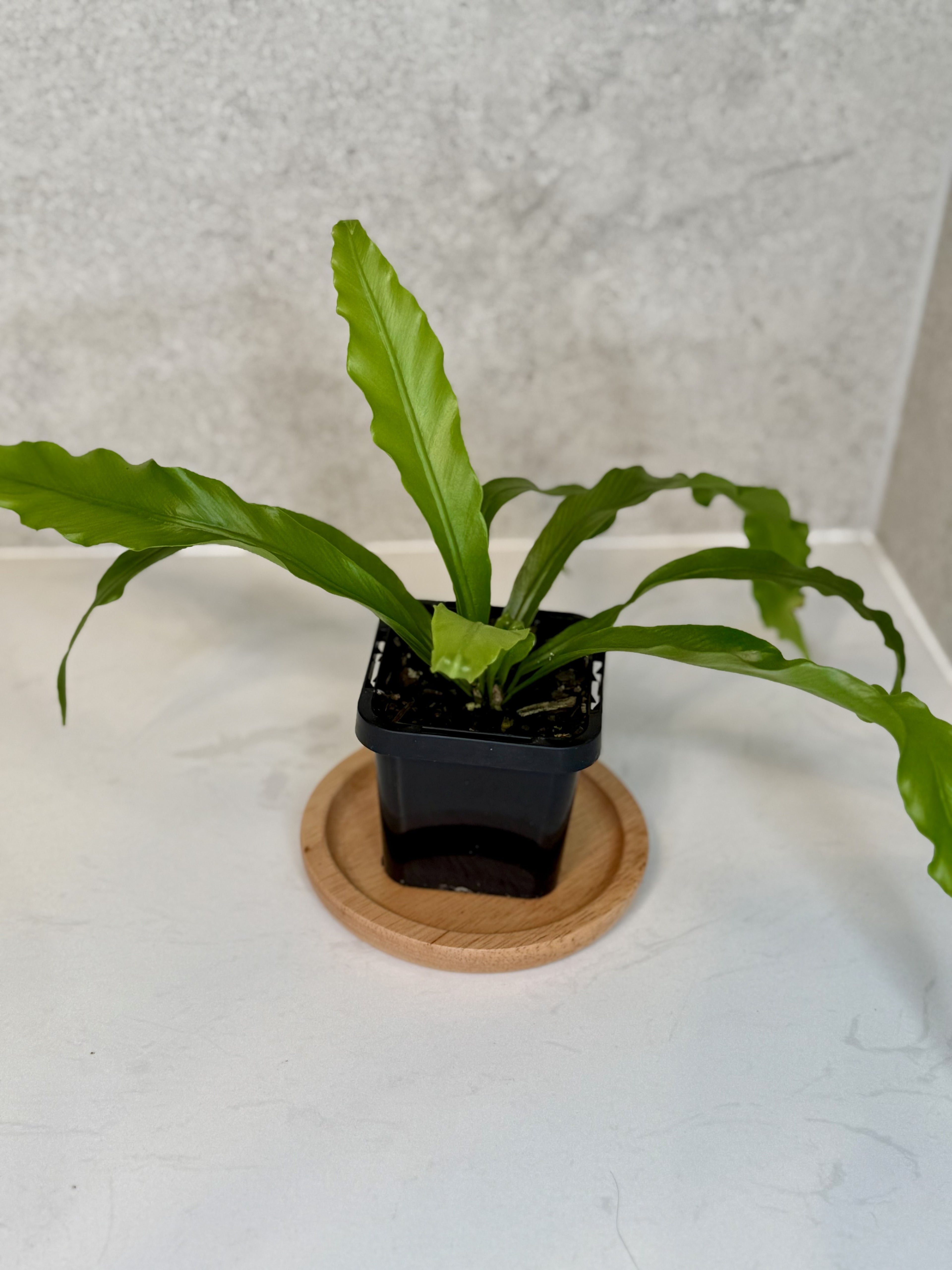 Terrarium Plant Set of 4 — Handpicked Live Plants