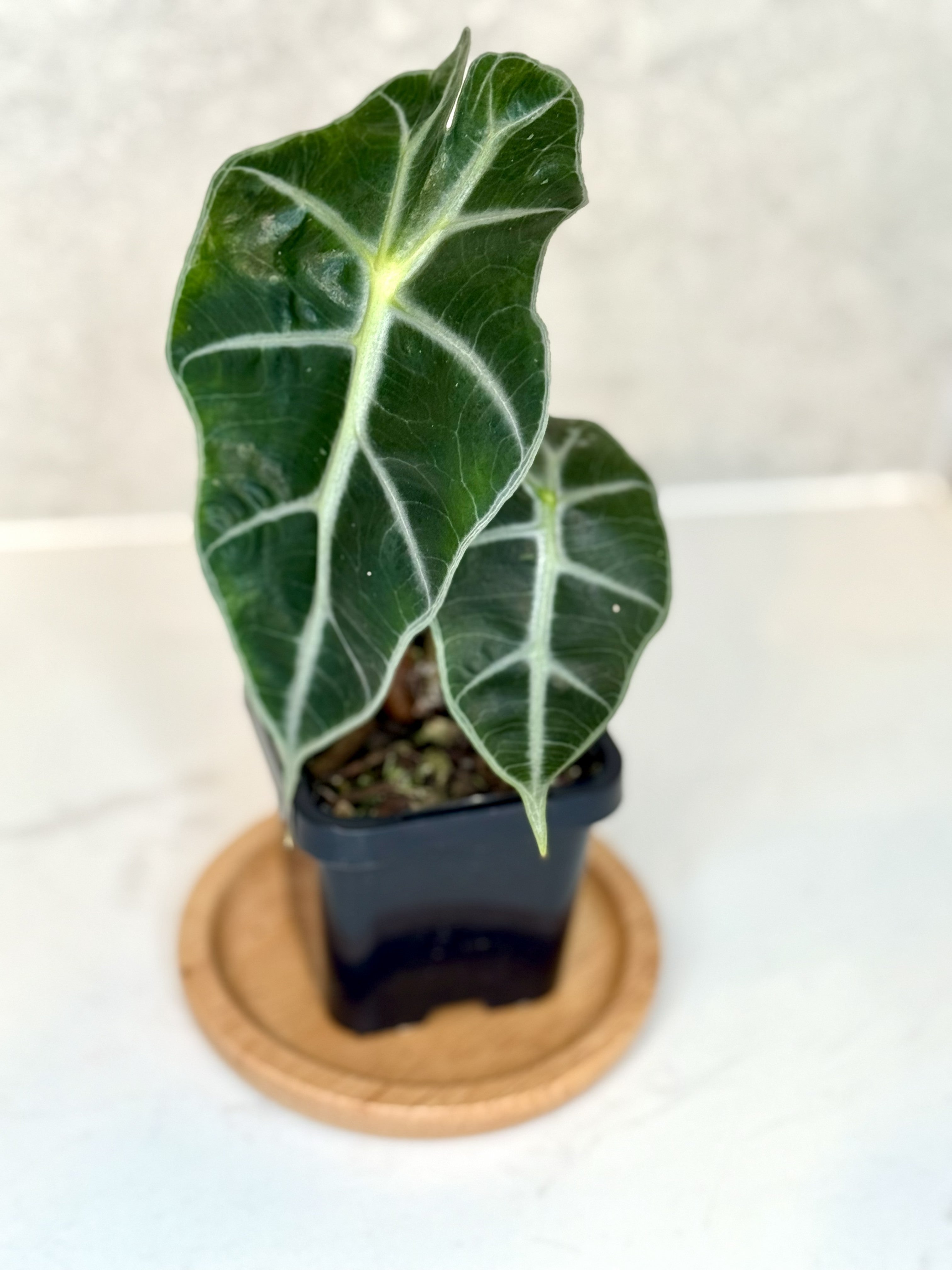 Terrarium Plant Set of 4 — Handpicked Live Plants