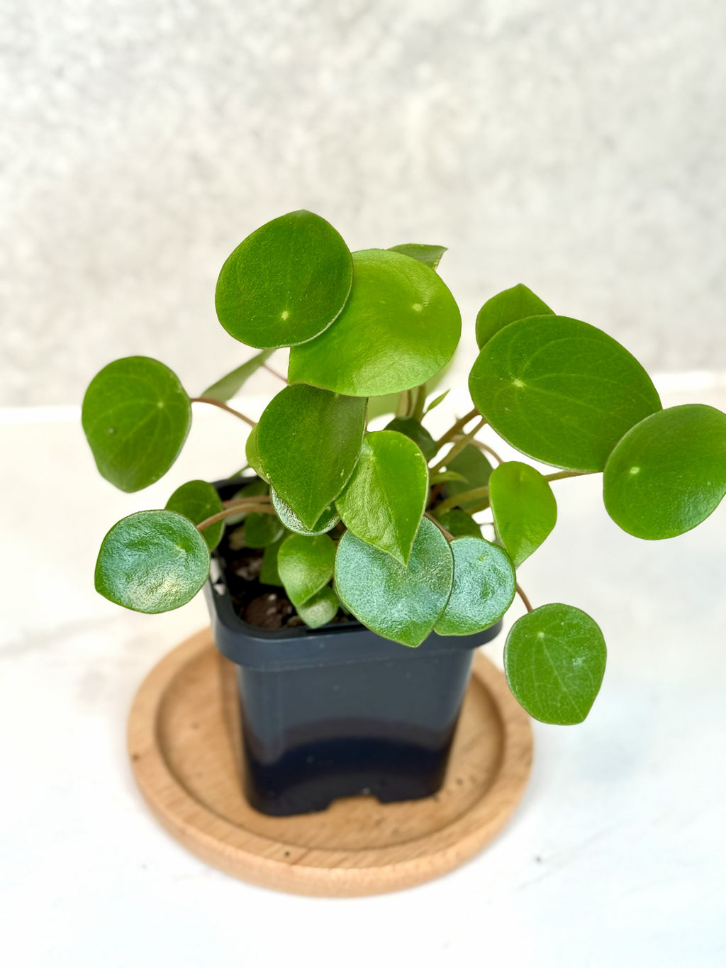 Terrarium Plant Set of 4 — Handpicked Live Plants