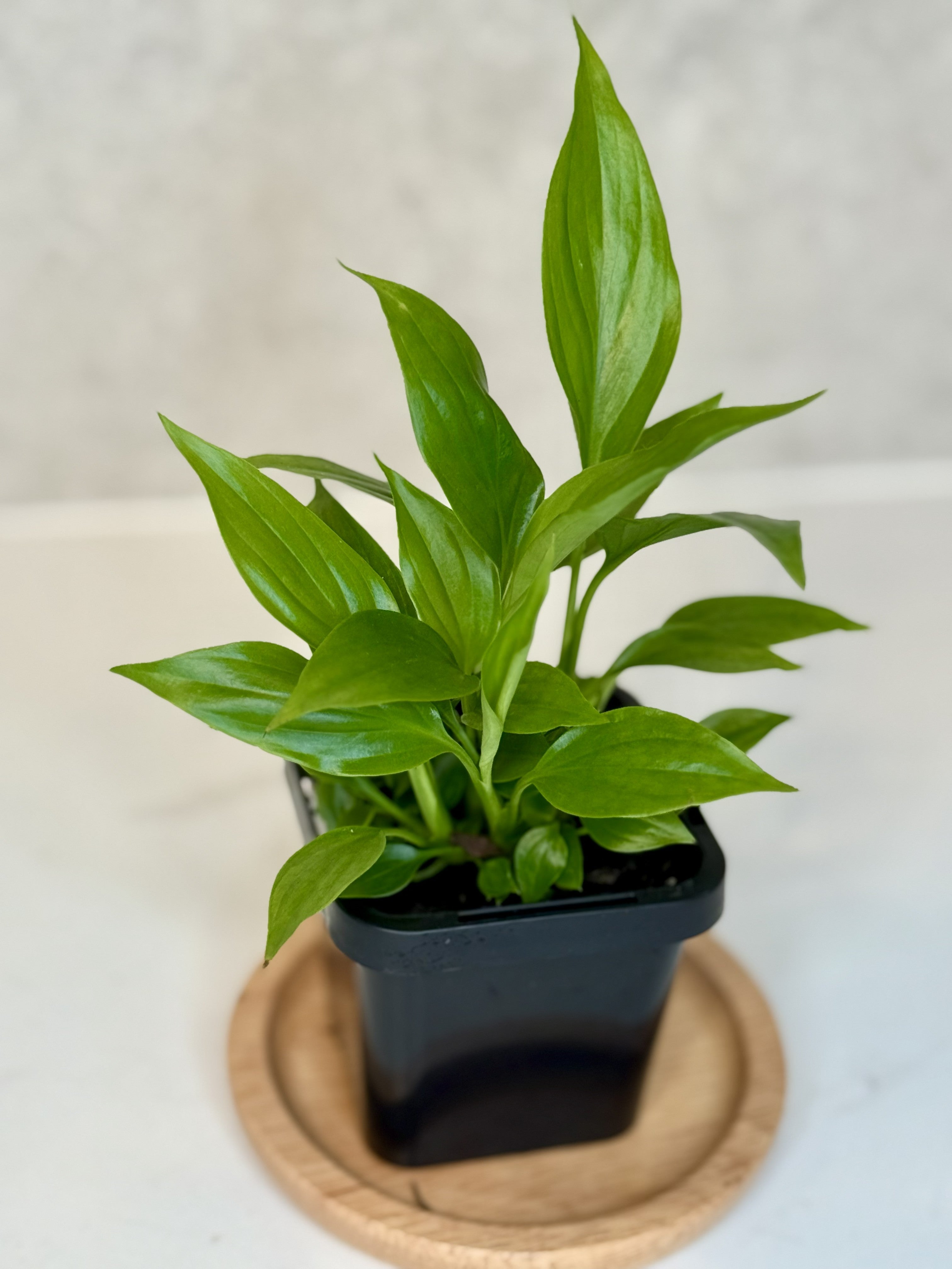 Terrarium Plant Set of 4 — Handpicked Live Plants