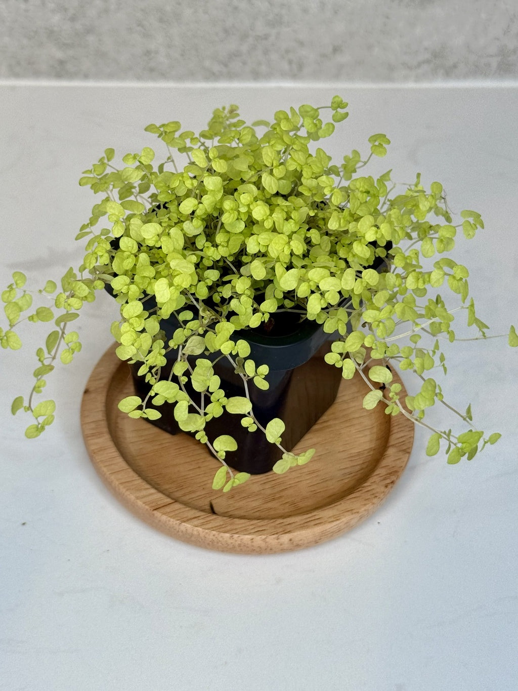 Terrarium Plant Set of 4 — Handpicked Live Plants