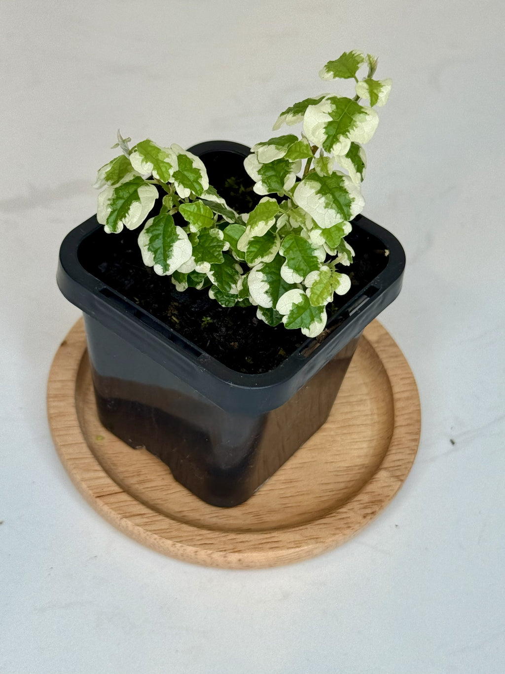 Terrarium Plant Set of 4 — Handpicked Live Plants