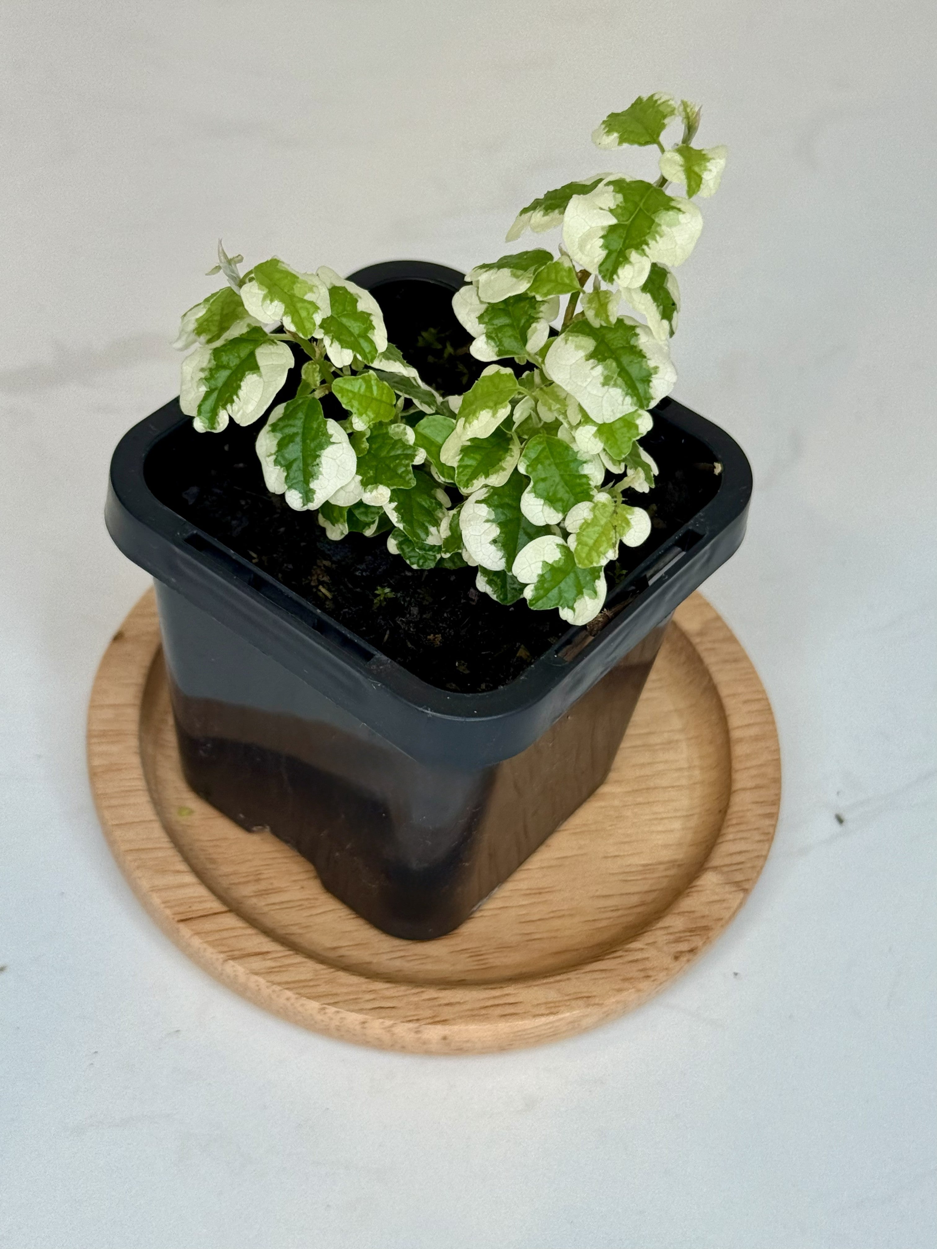 Terrarium Plant Set of 4 — Handpicked Live Plants