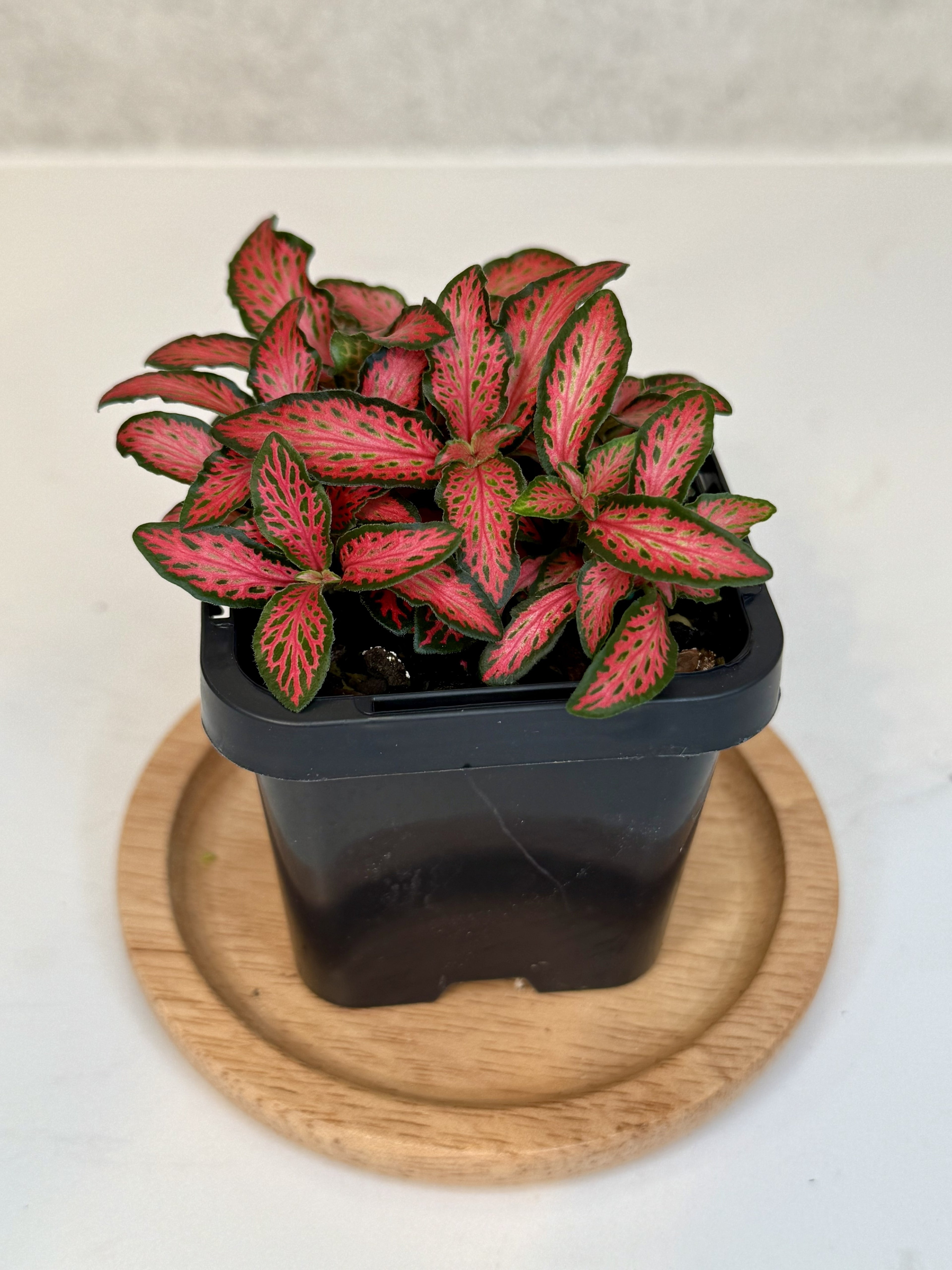 Terrarium Plant Set of 4 — Handpicked Live Plants