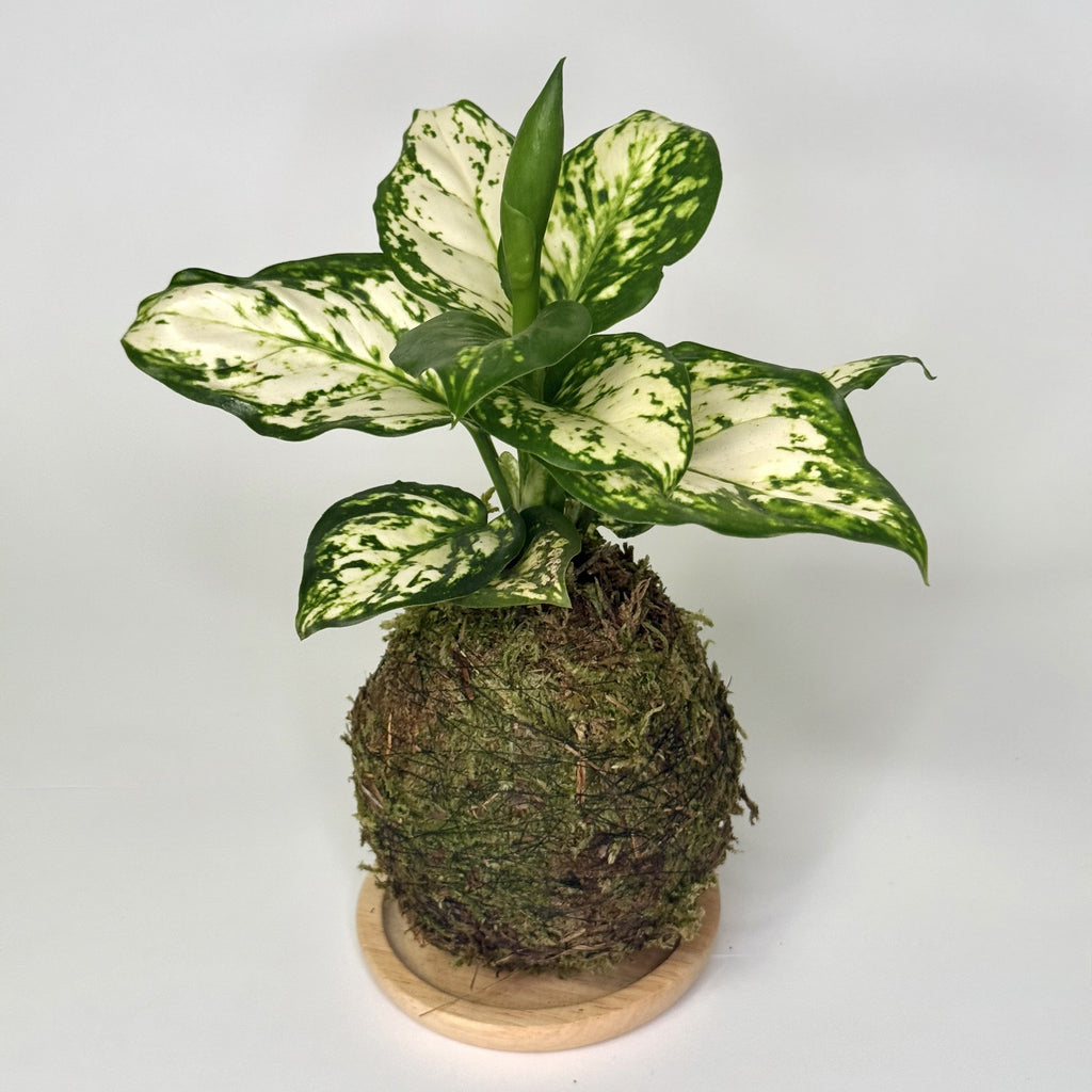 Aglaonema Green Kokedama
