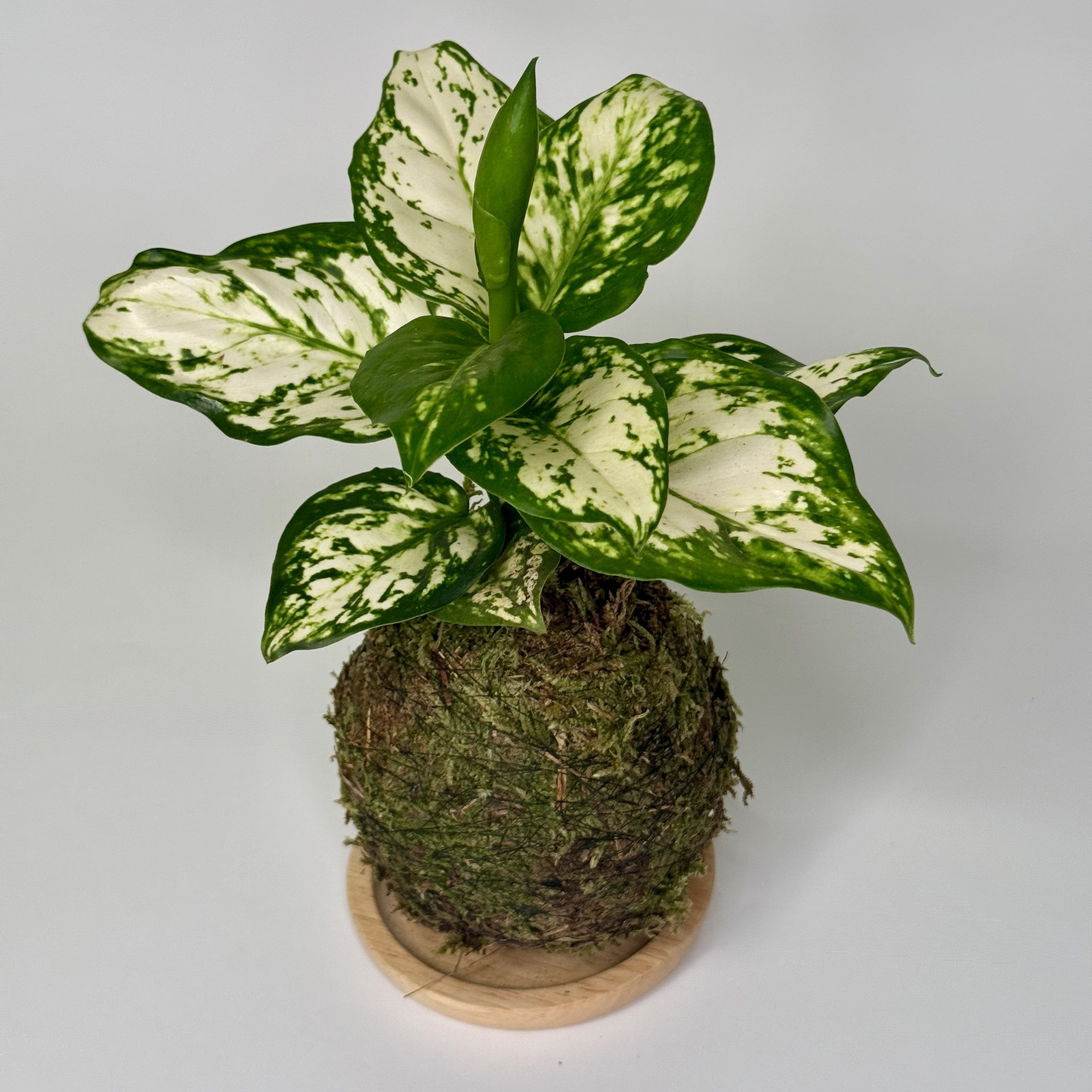 Aglaonema Green Kokedama