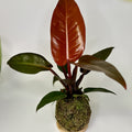 Philodendron Prince of Orange Kokedama