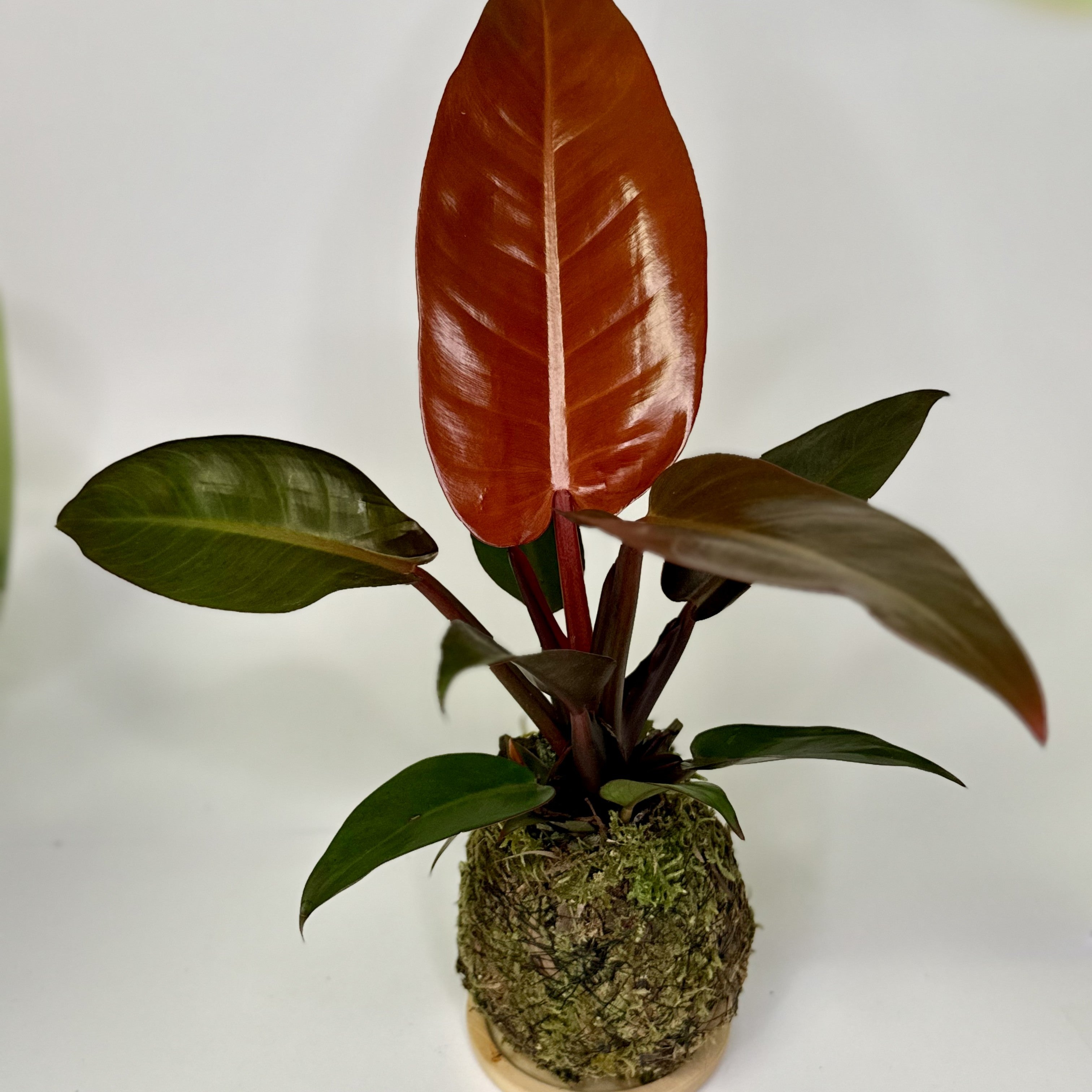Philodendron Prince of Orange Kokedama