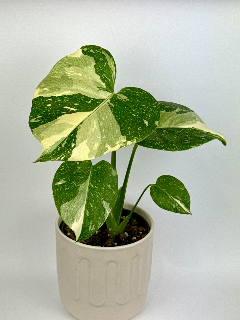 Thai Constellation Monstera