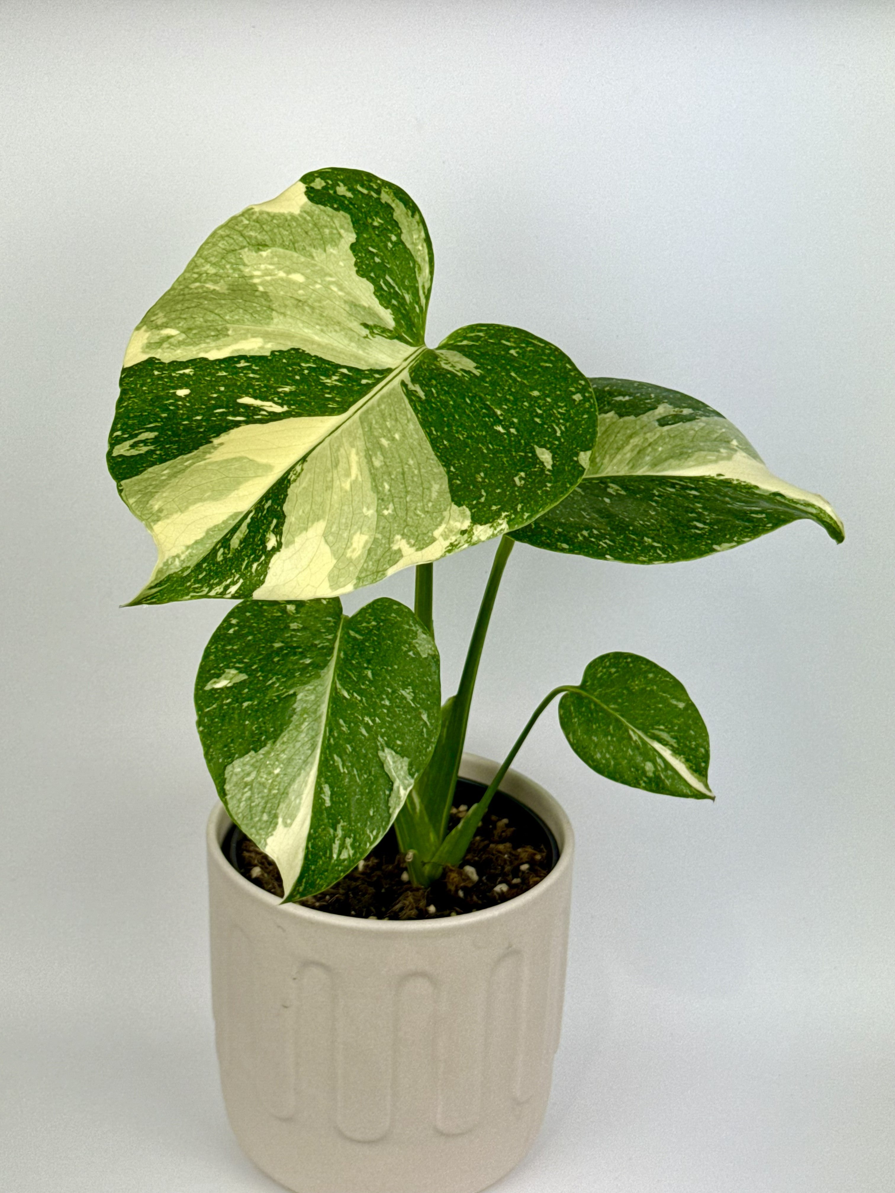 Thai Constellation Monstera