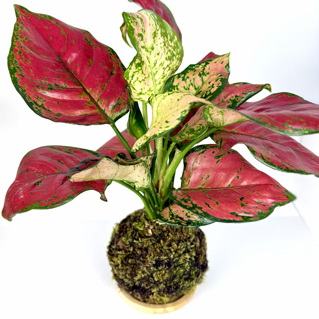 Aglaonema Red Kokedama