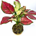 Aglaonema Red Kokedama