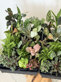 Terrarium Plants (Trays of 20)