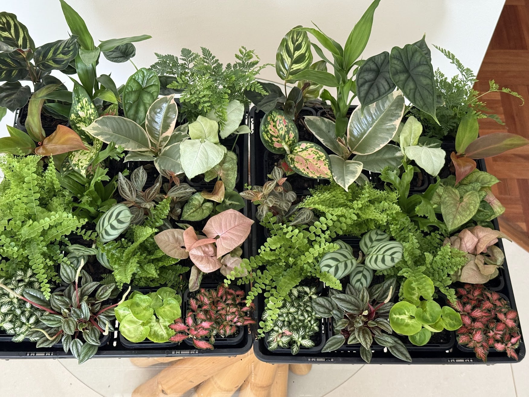 Terrarium Plants (Trays of 20)